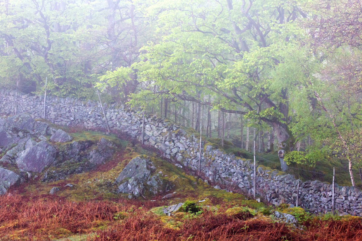 Woodland near Grasmere, Lake District - May