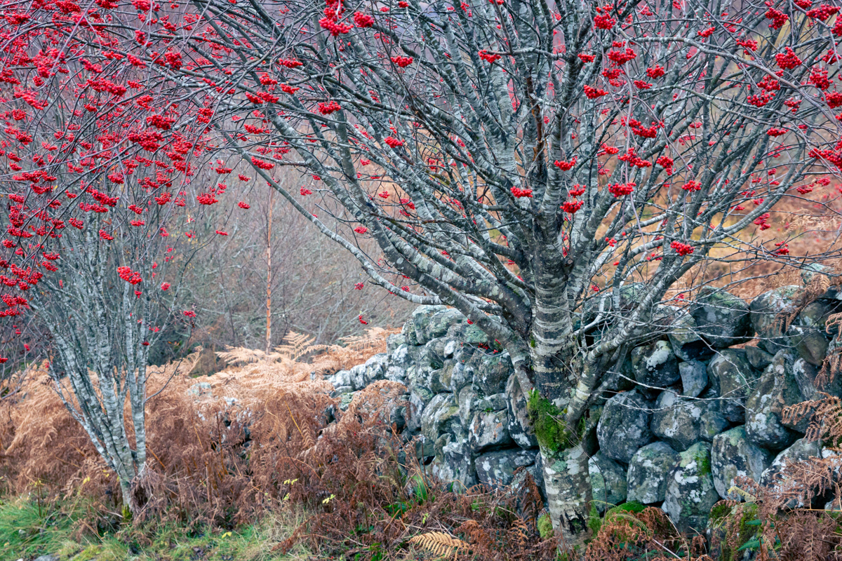 Rowan Tree berries, Scottish Highlands - November