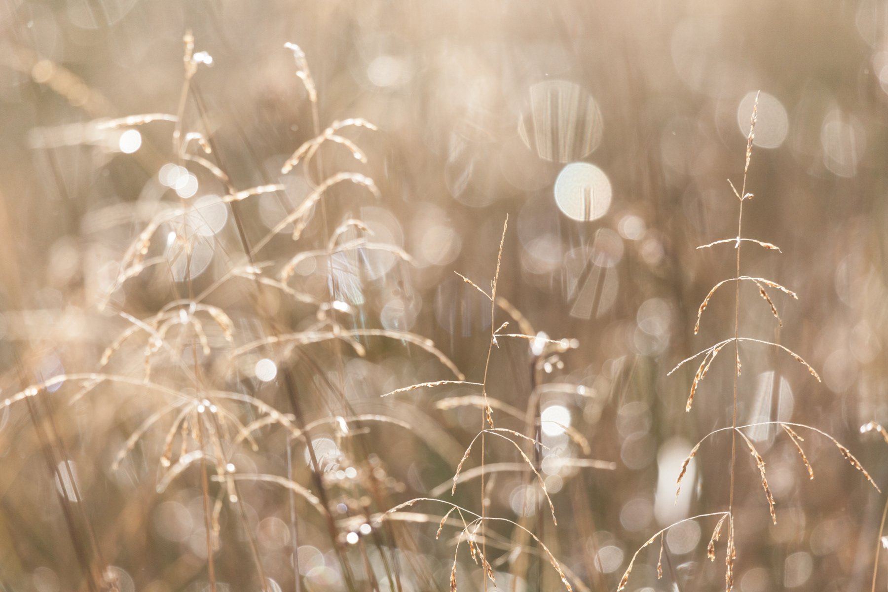 Dew drops on a frosty winter morning
