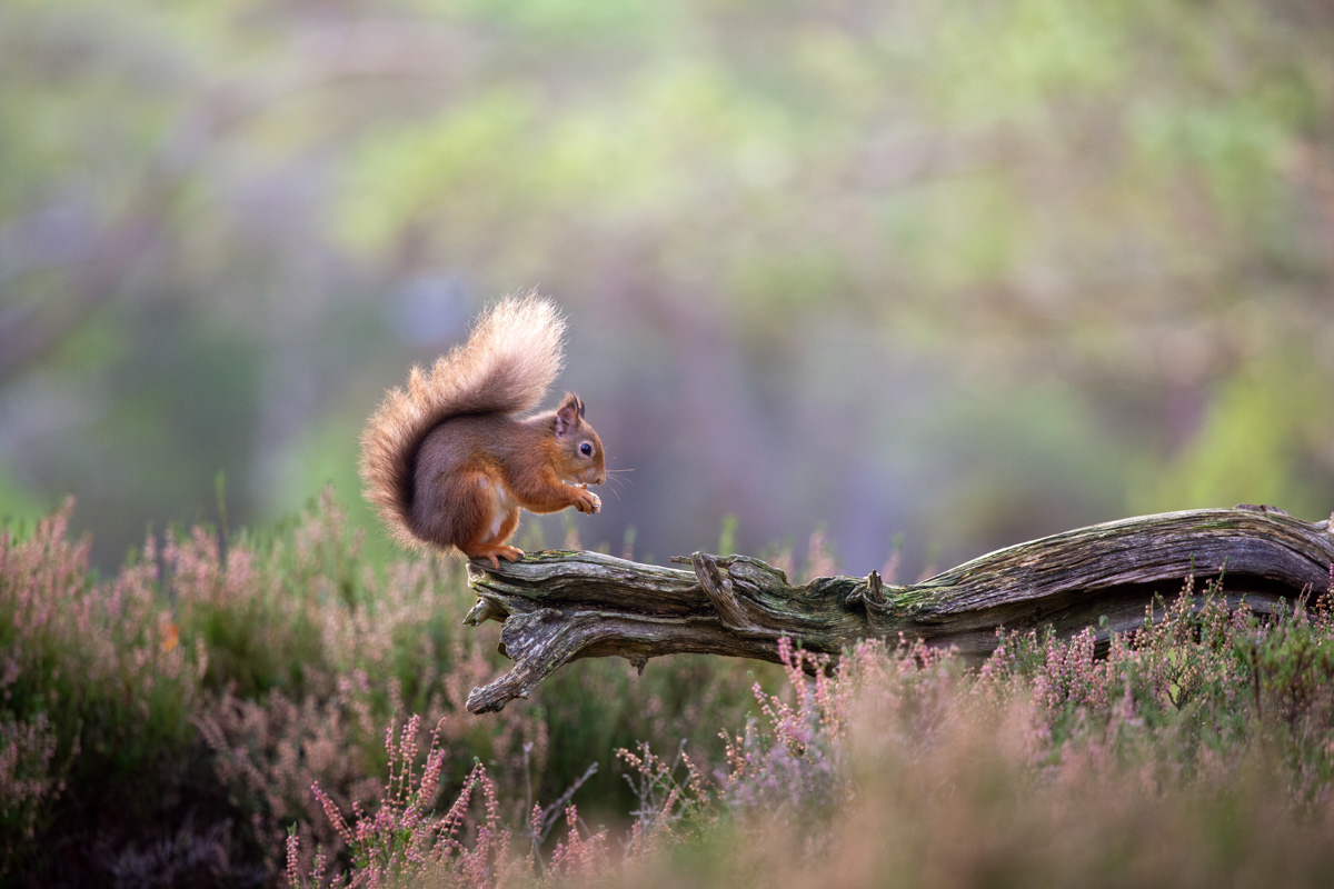 Red Squirrel, Cairngorms National Park - November