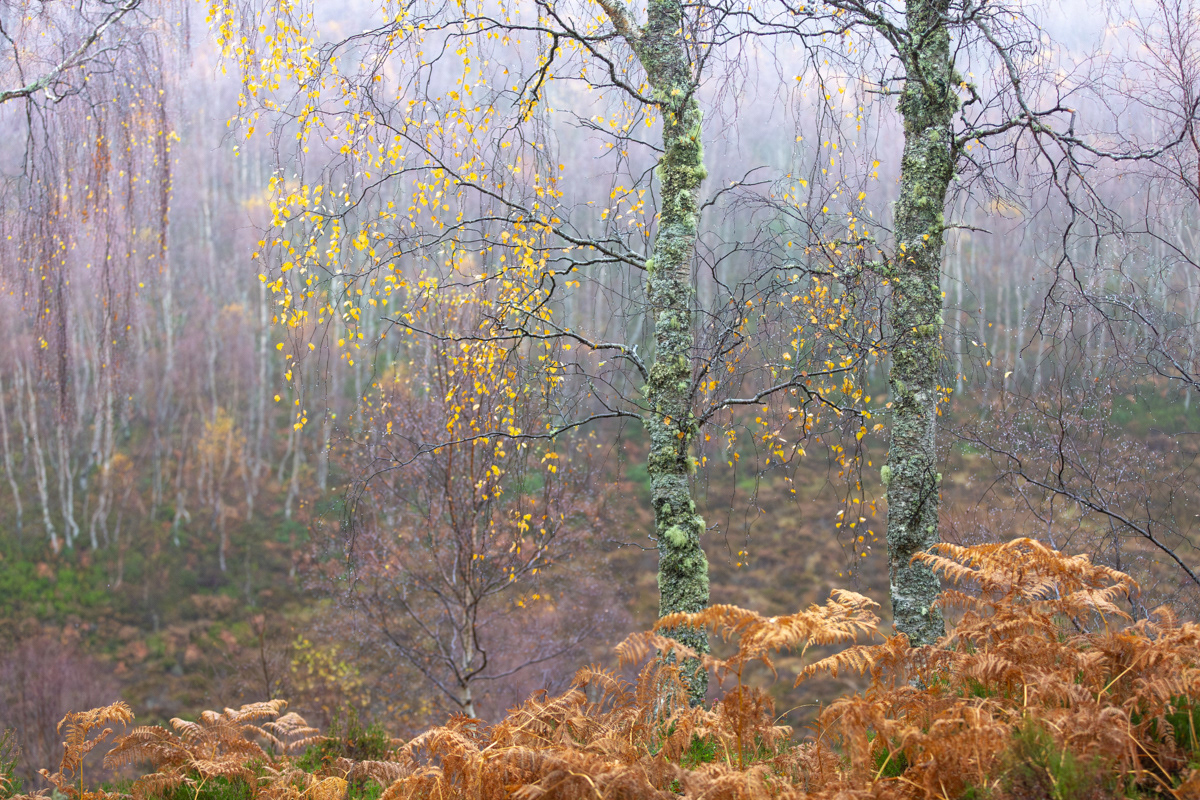 Aviemore birches, Scotland - November