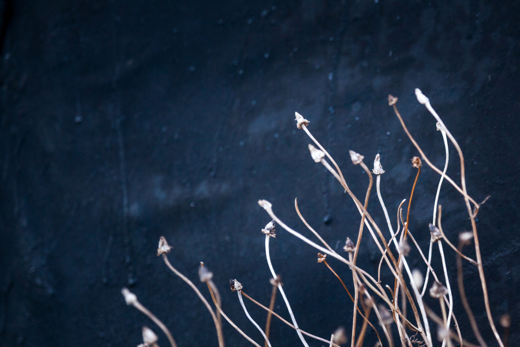 Seed and tarp detail - Holy Island, Northumberland