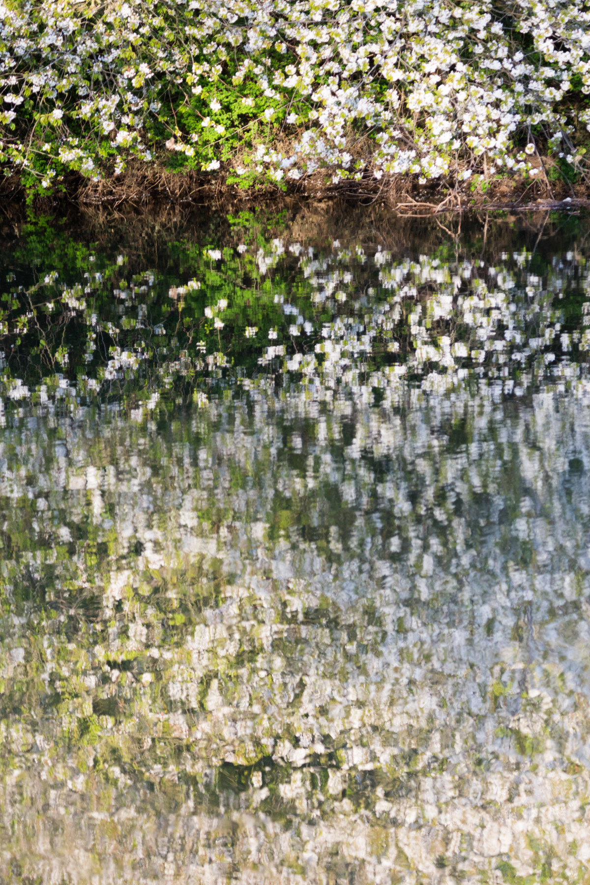 Wild Cherry reflections - River Wansbeck - May