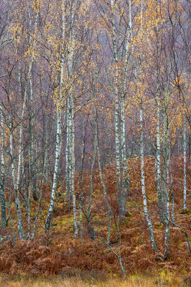 Aviemore birches, Scotland - November