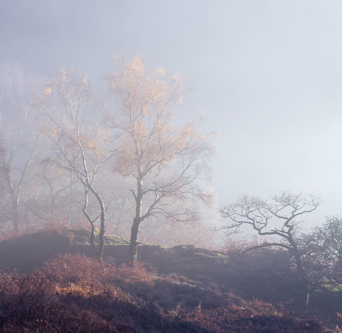 Autumn in Borrowdale, Lake District - November