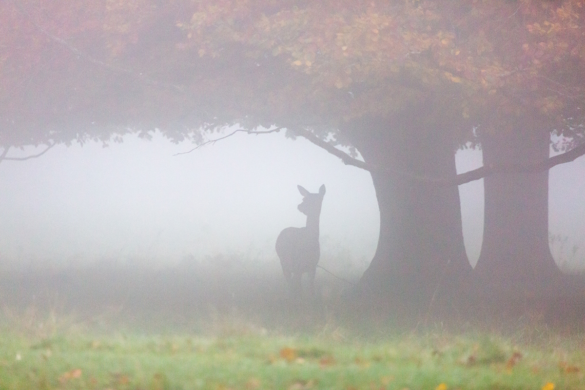 Studley Royal, Ripon, Yorkshire - November