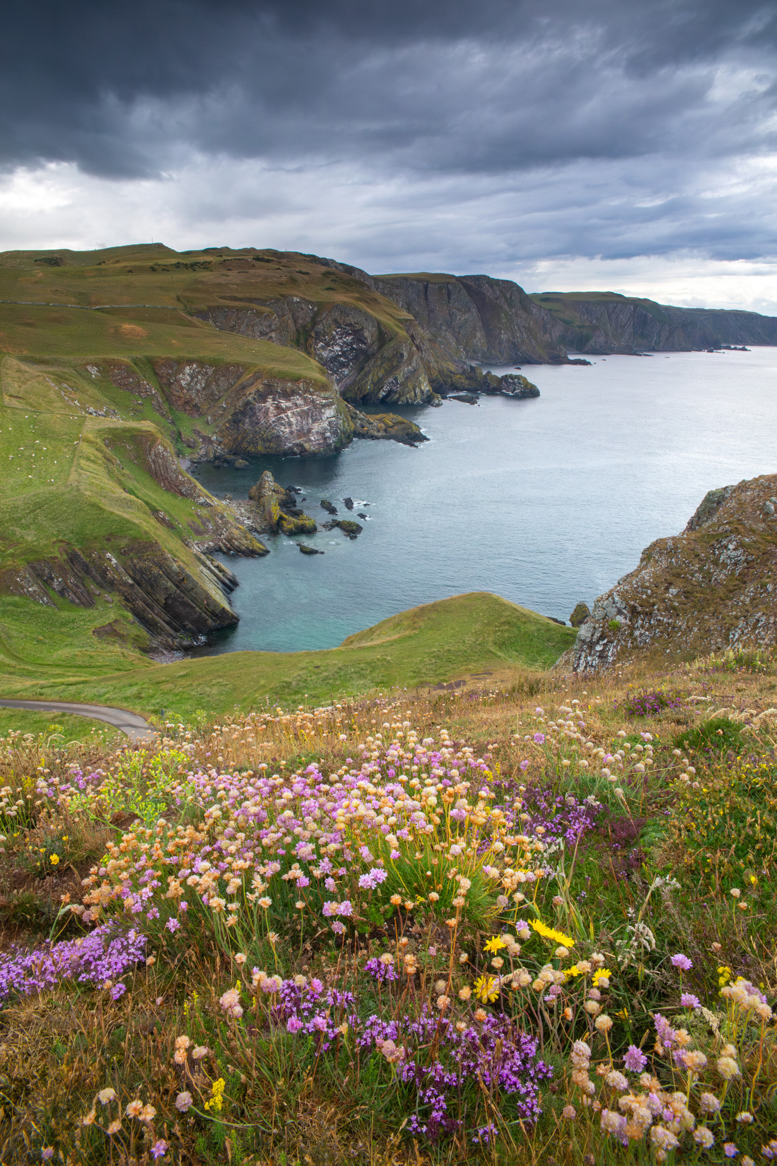 St Abbs Nature Reserve, Berwickshire, Scotland - July