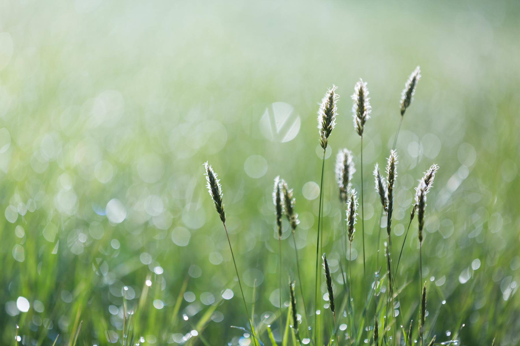 Grass and dew drops - April