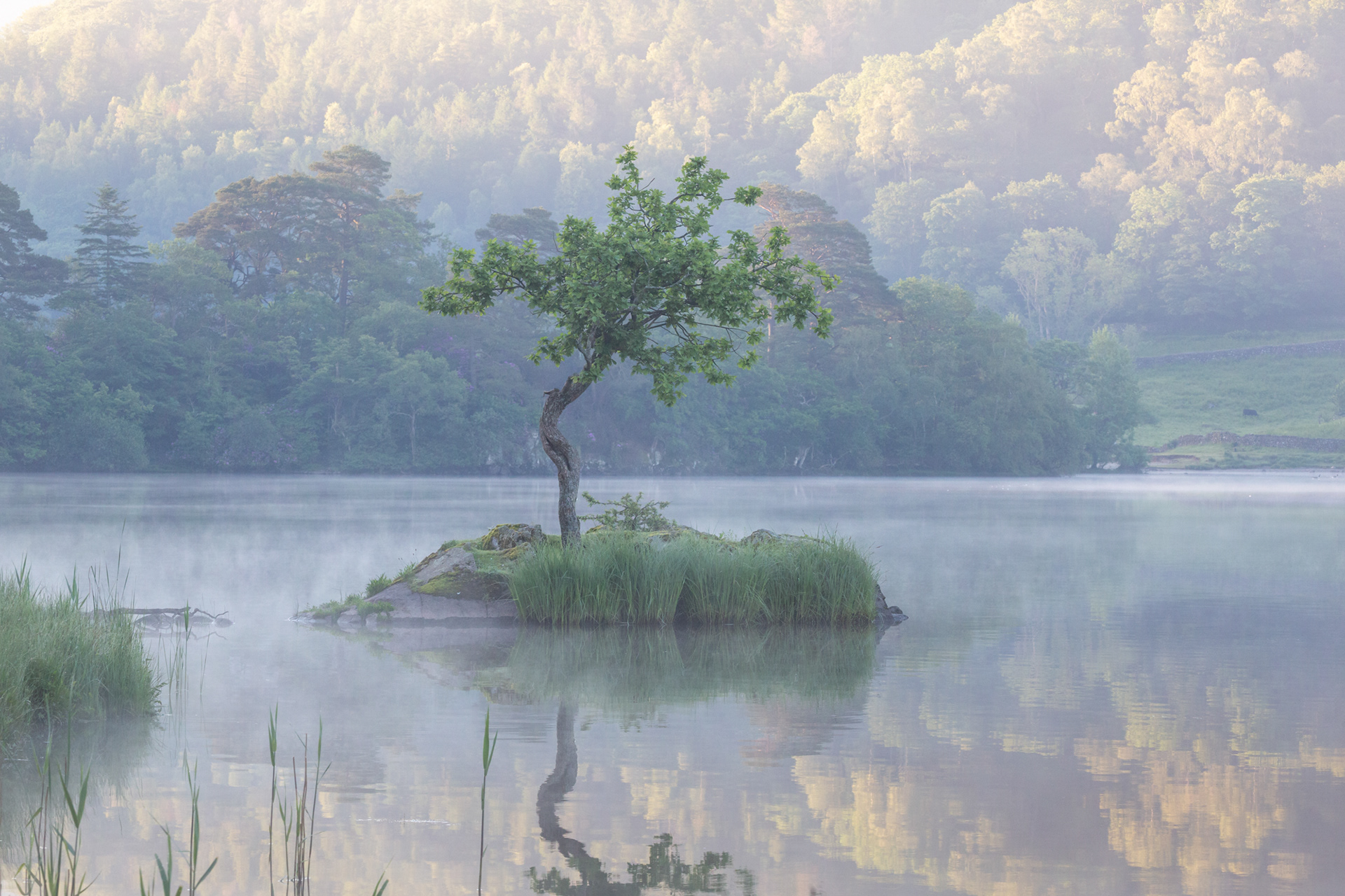 Little Tree Island, Rydal Water, Lake District - June