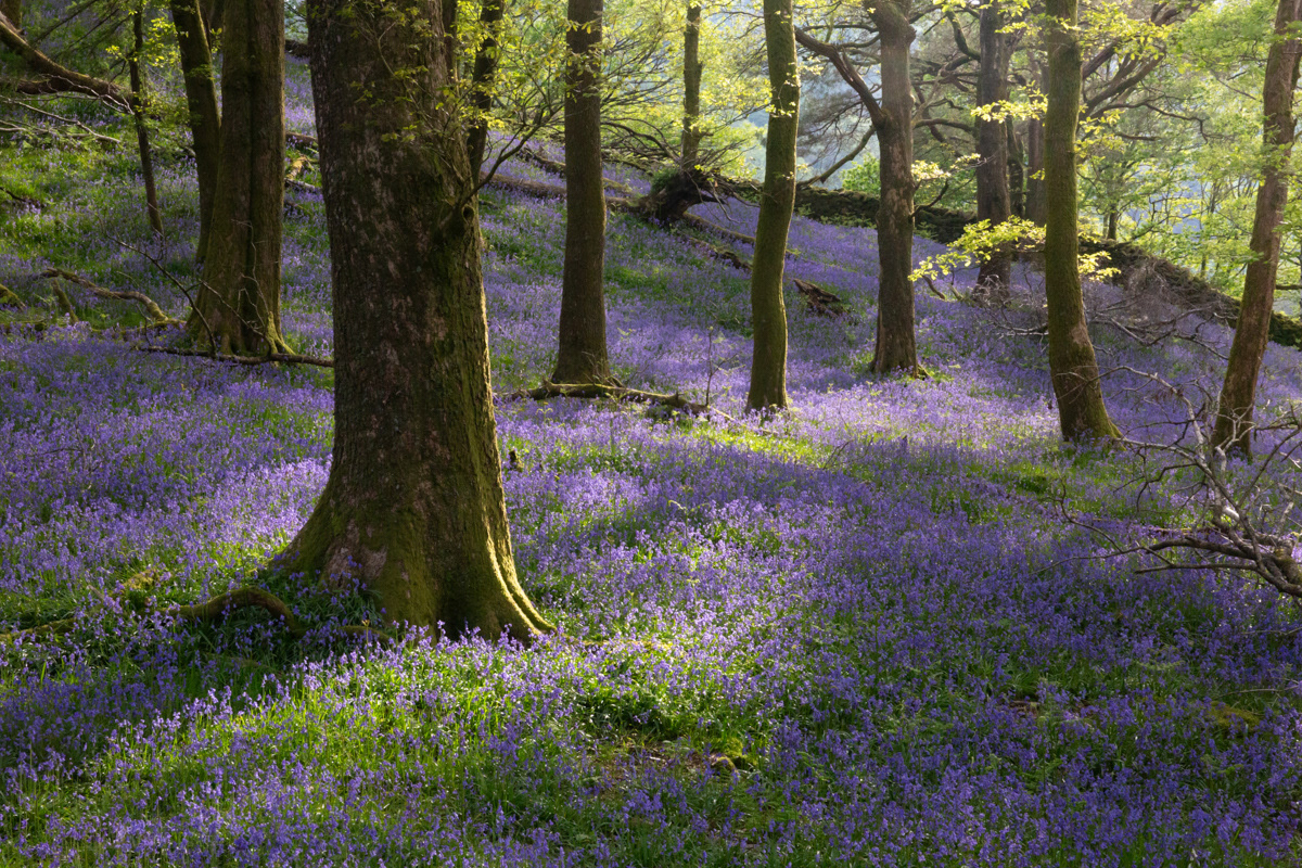Bluebell wood - Lake District - May