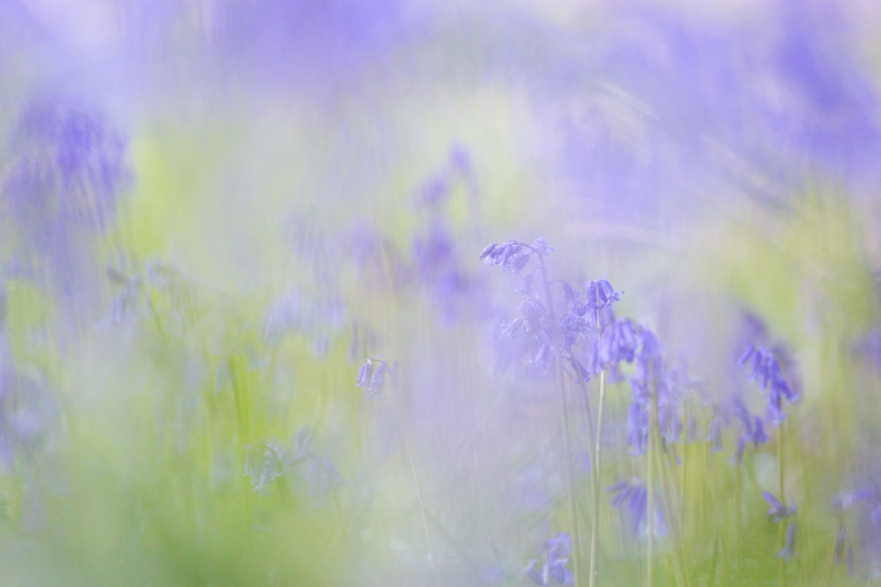 Bluebells - May