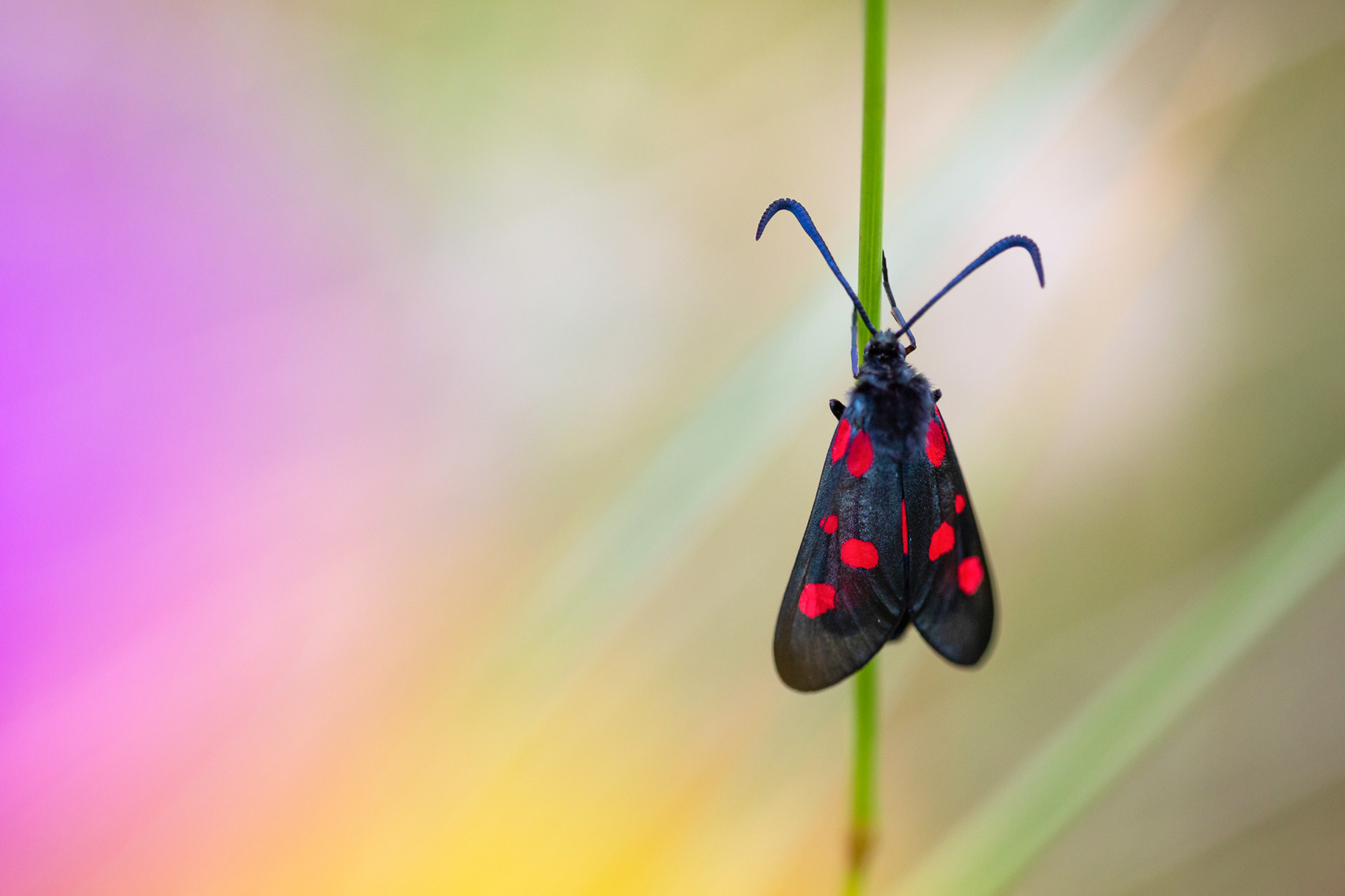 Six Spot Burnet Moth, Druridge Bay, Northumberland - June