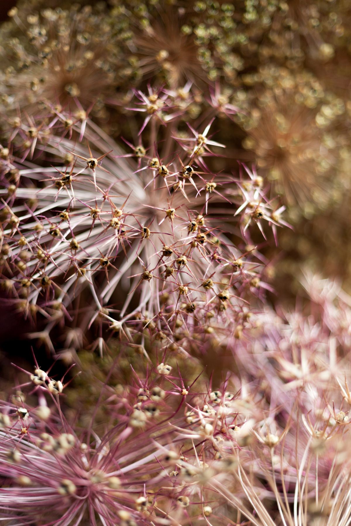 Allium seedheads, Seaton Delaval Hall, Northumberland