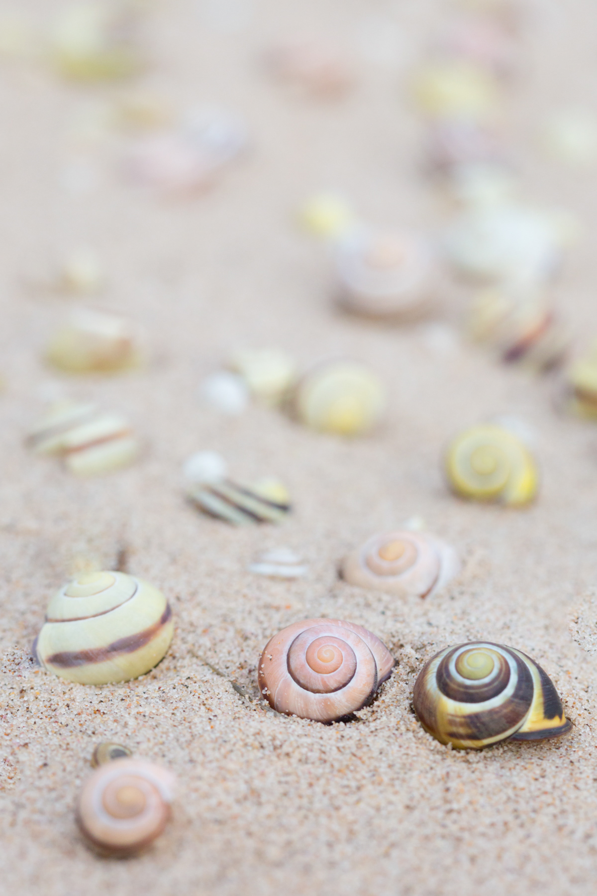 Snail shells - Beadnell Bay, Northumberland