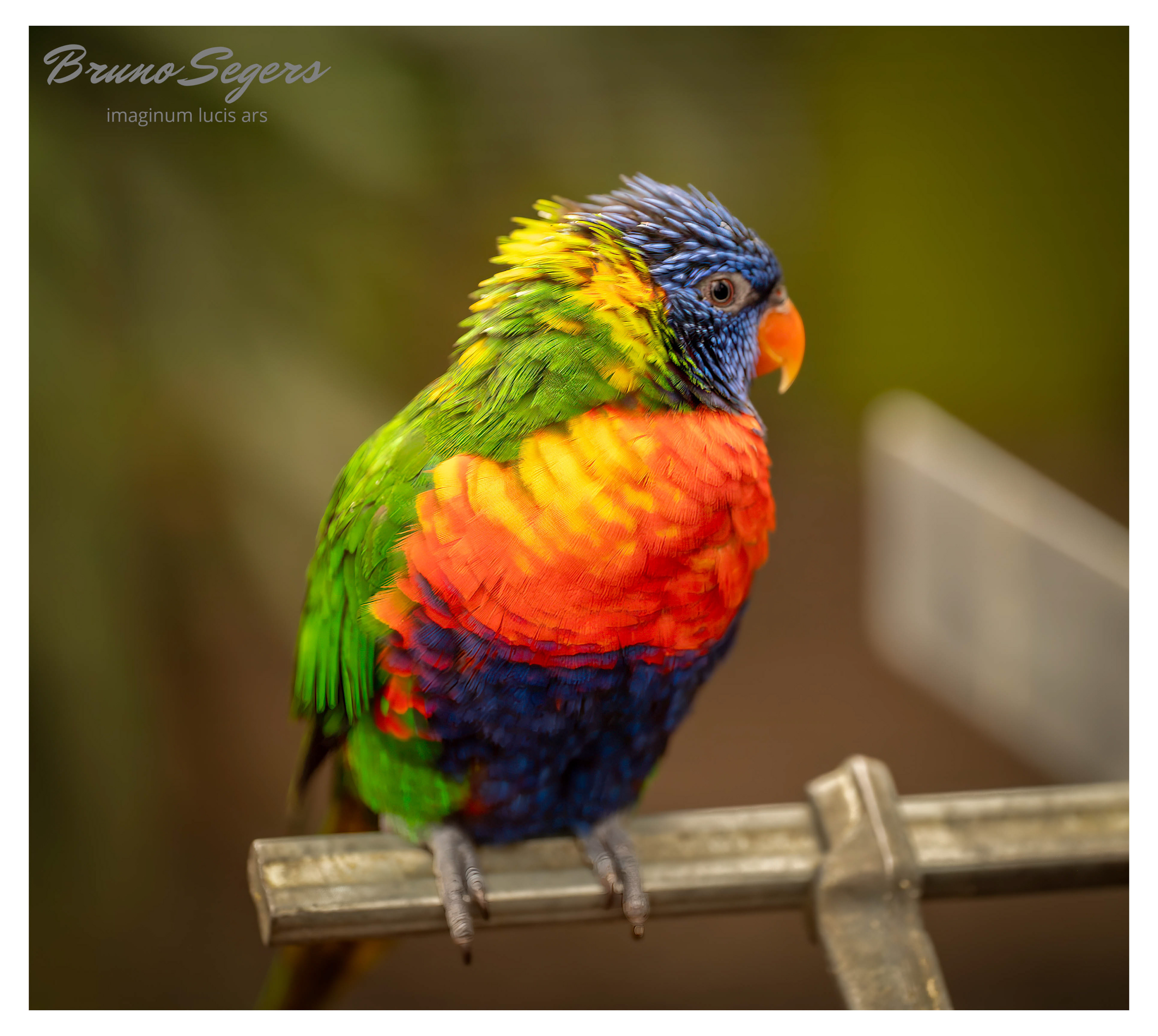 REGENBOOGLORI