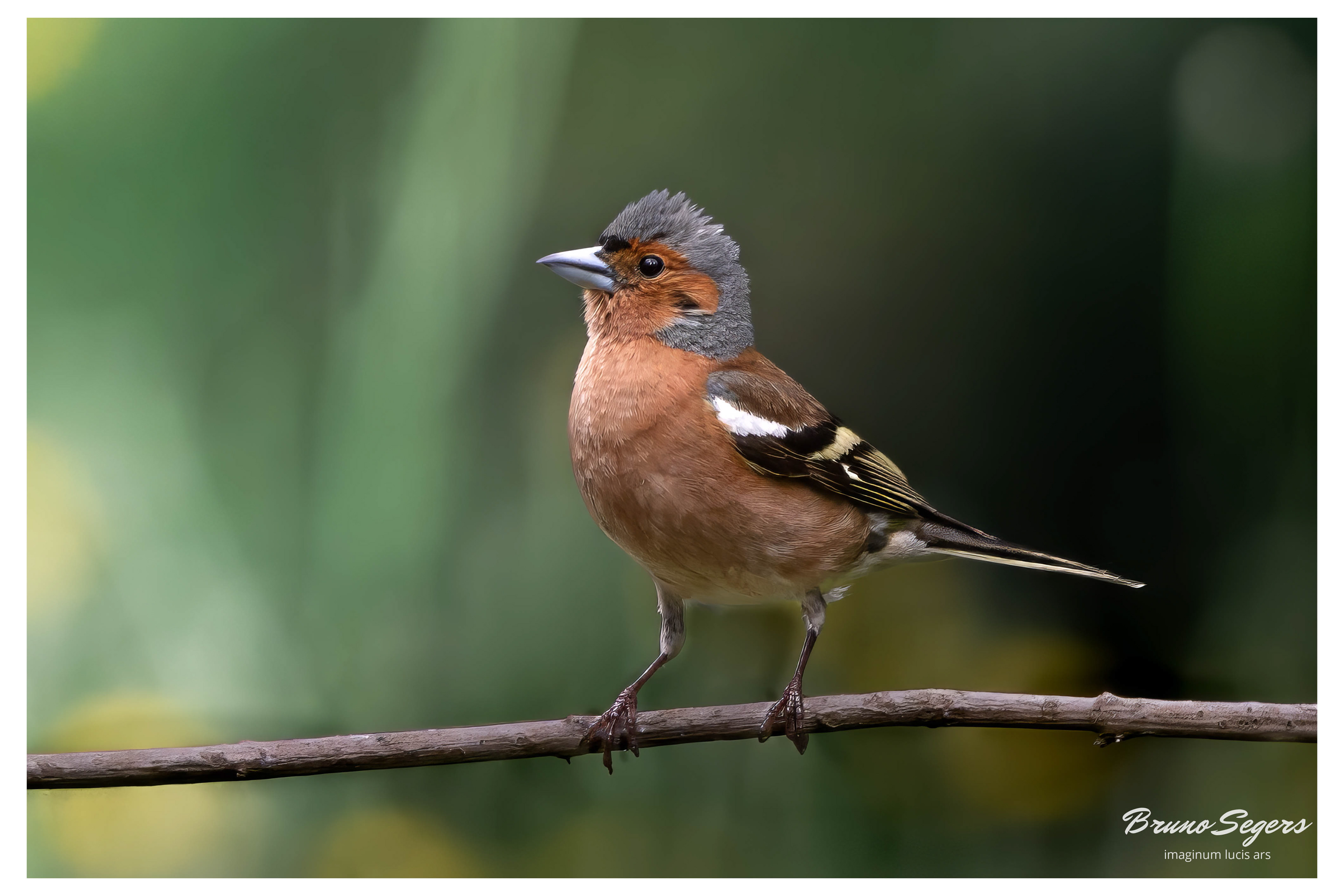 VINK