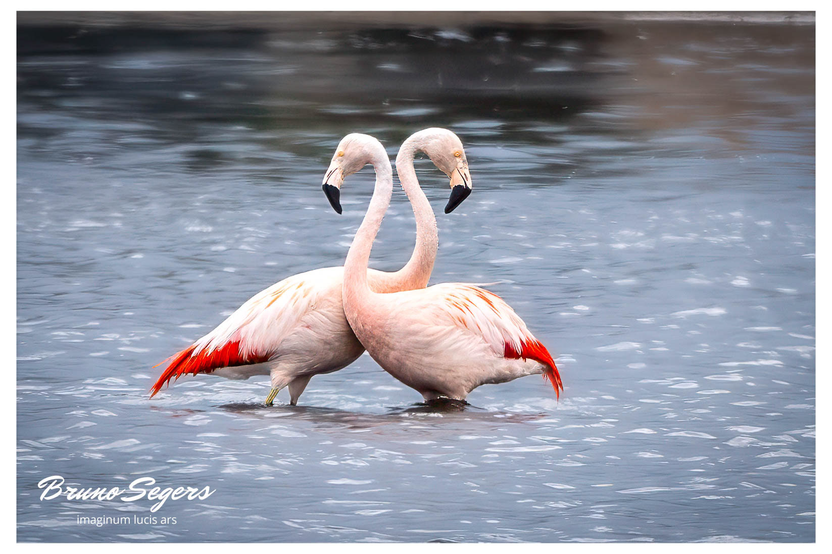 CHILEENSE FLAMINGO