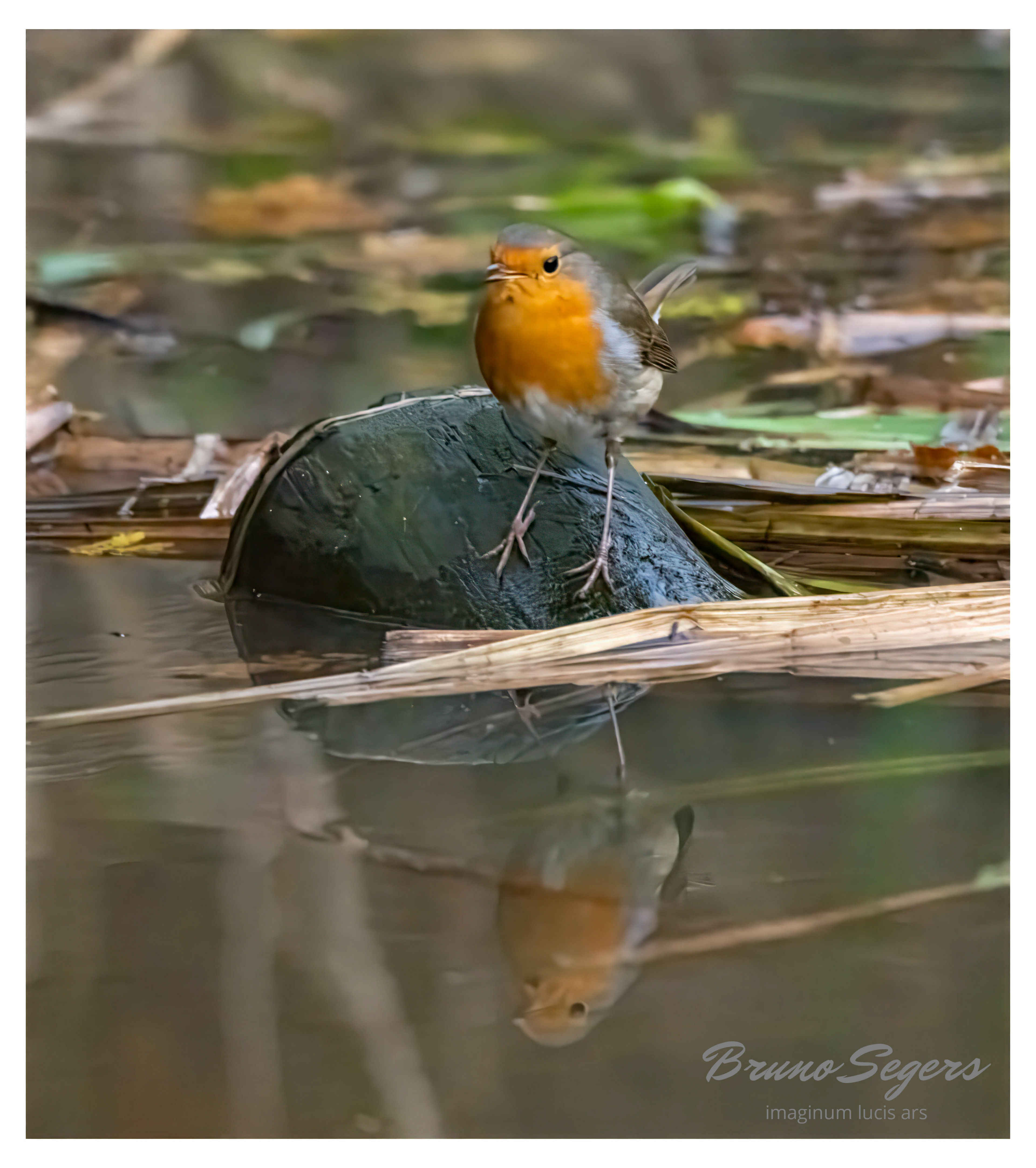 ROODBORST