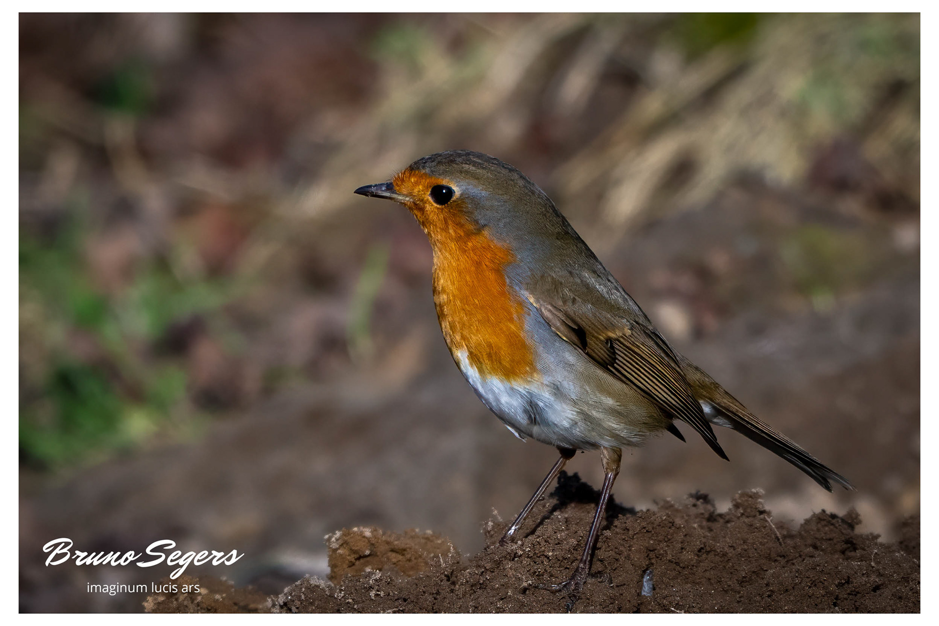 ROODBORST