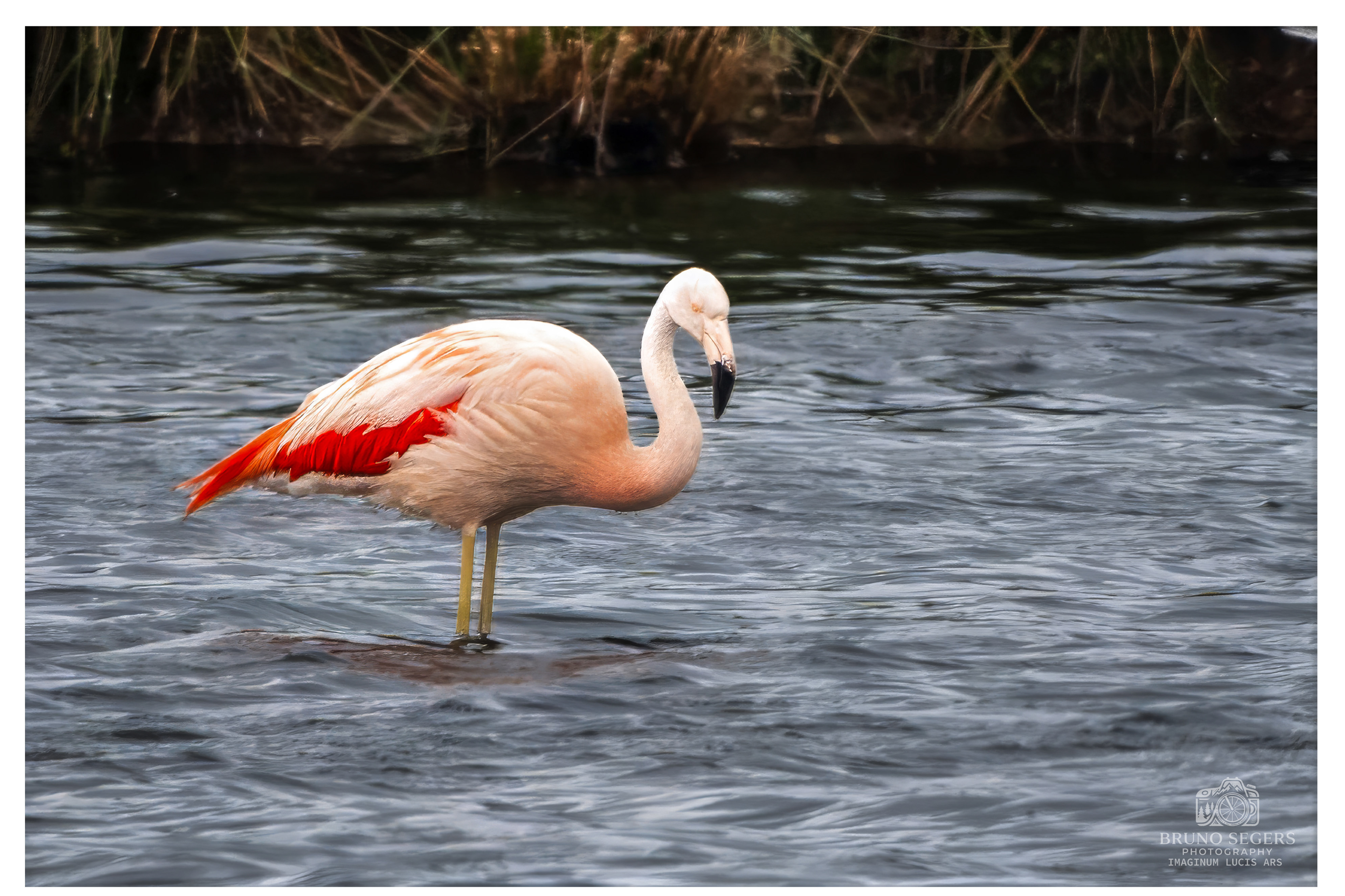 CHILEENSE FLAMINGO