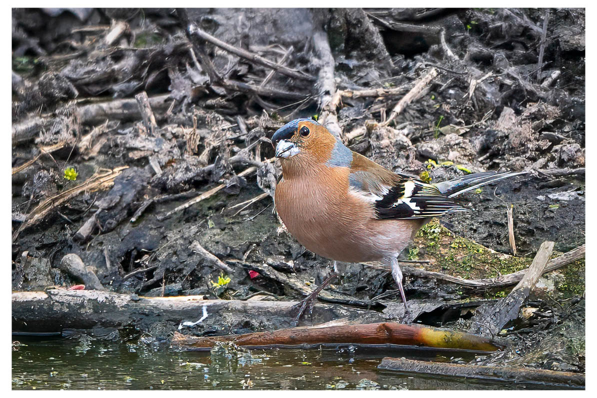 VINK