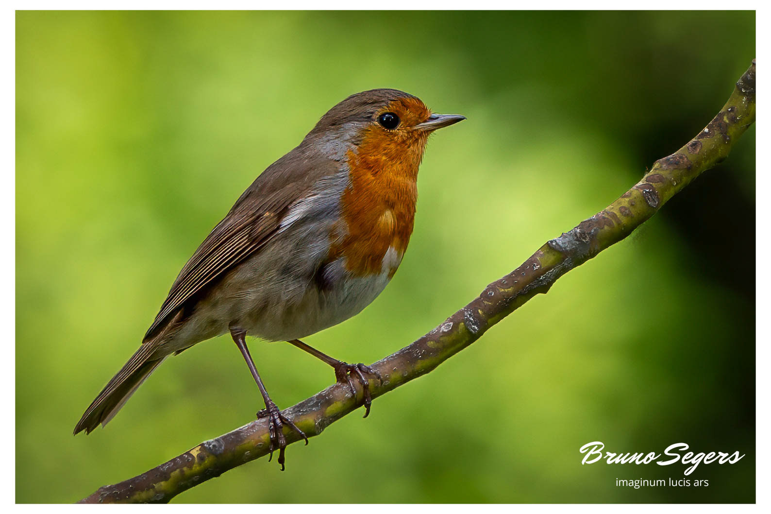 ROODBORST