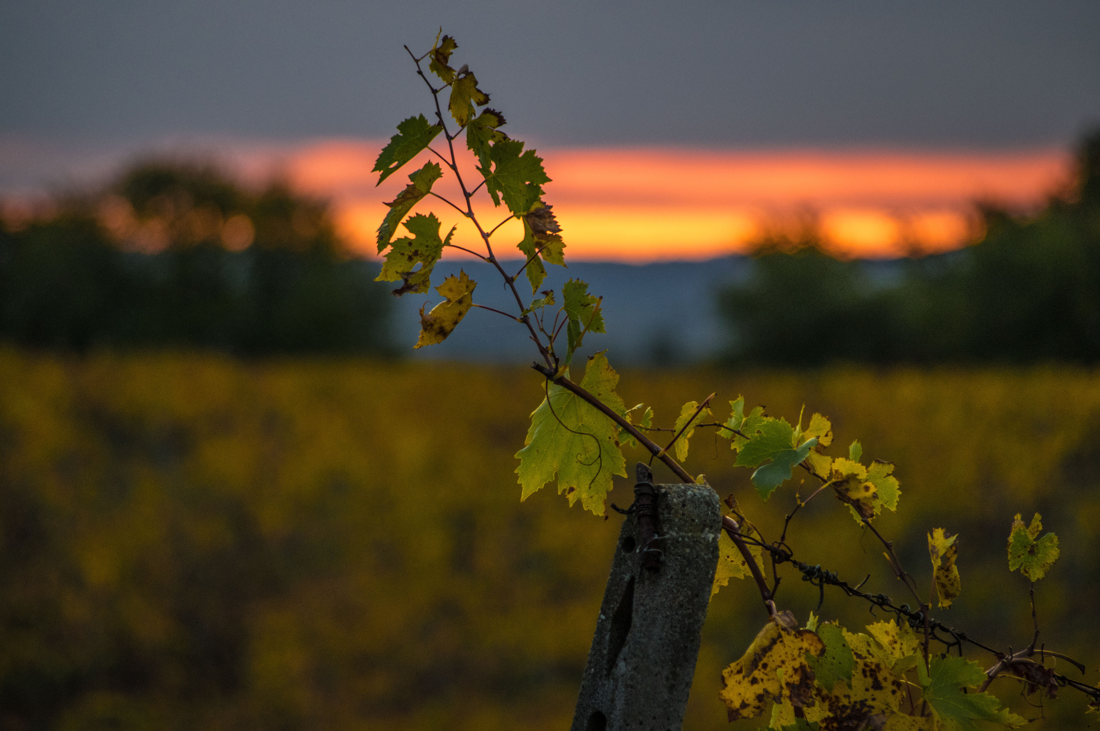 San Gimignano - Fattoria Il Piano