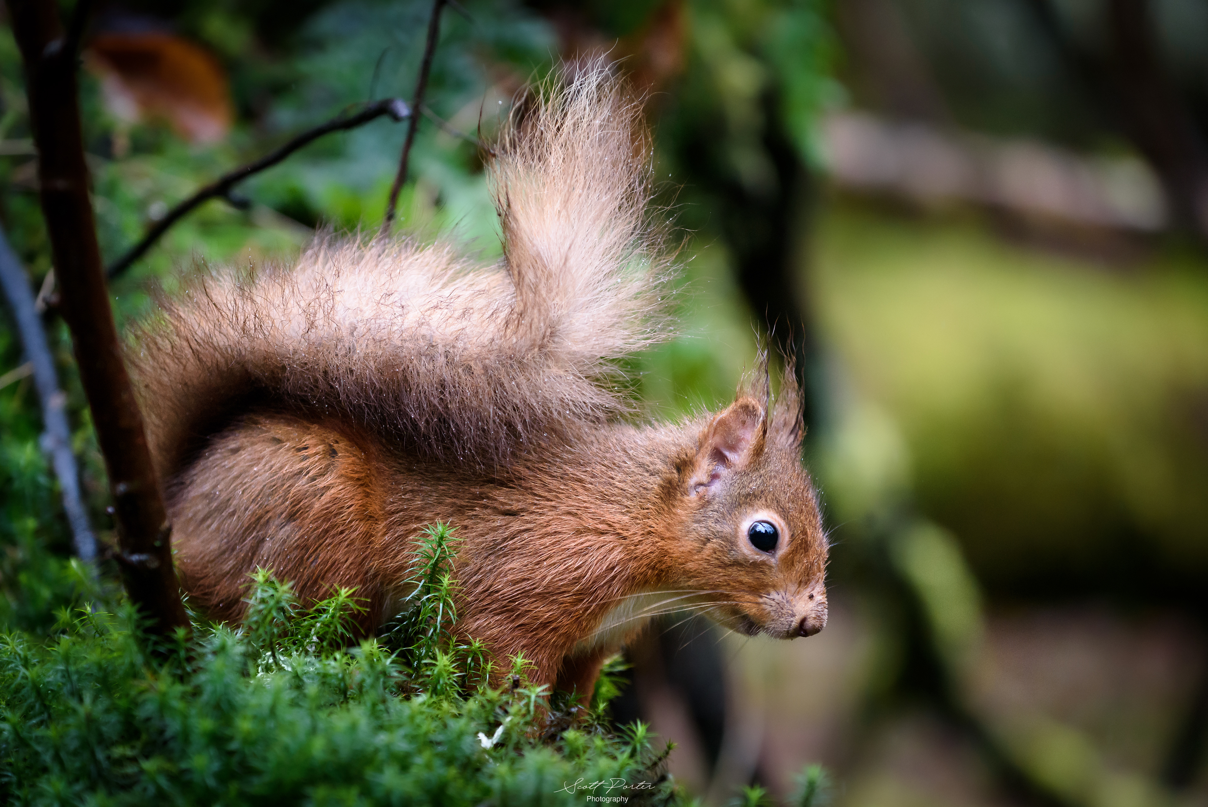 A Red Squirrel