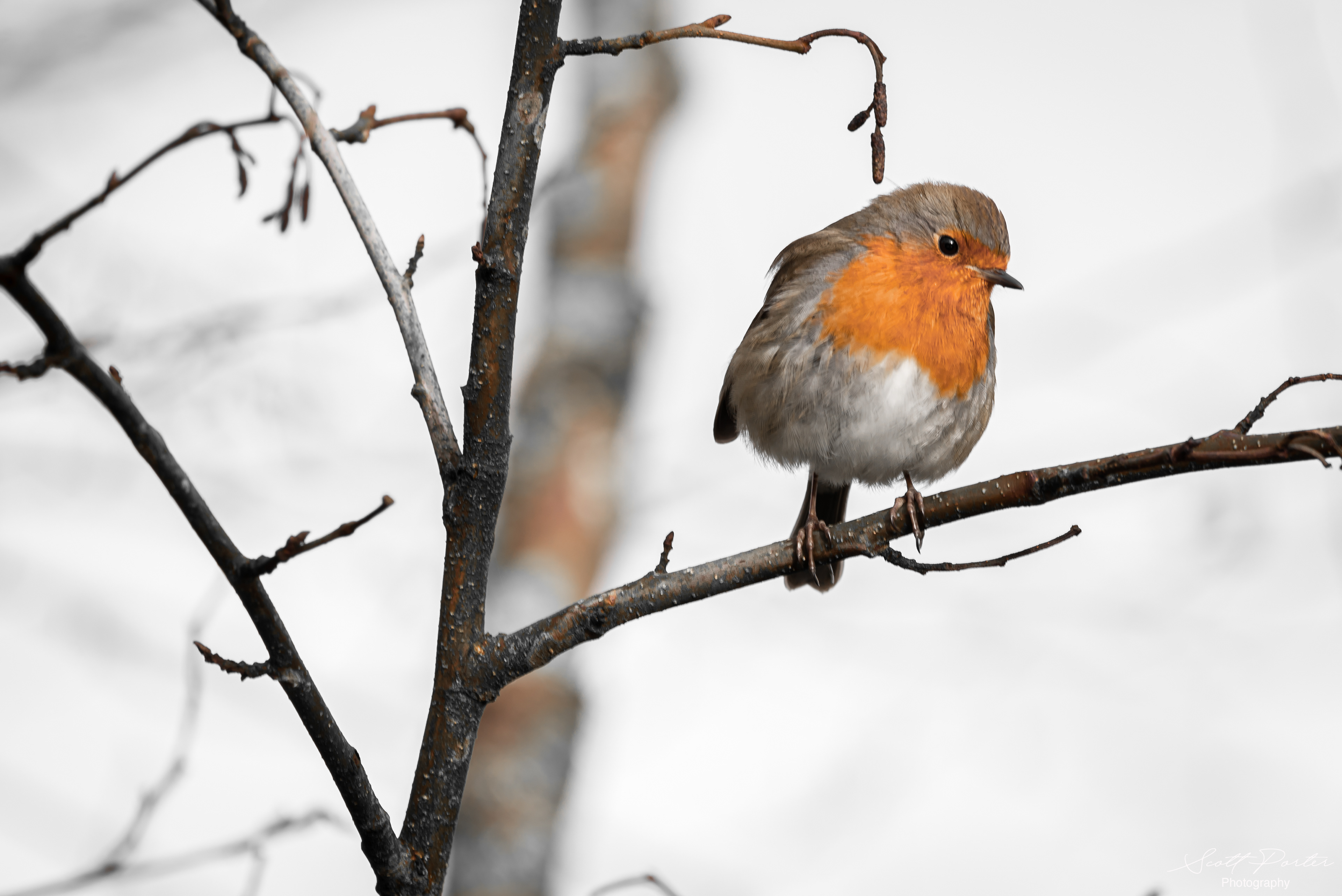 Robin red breast