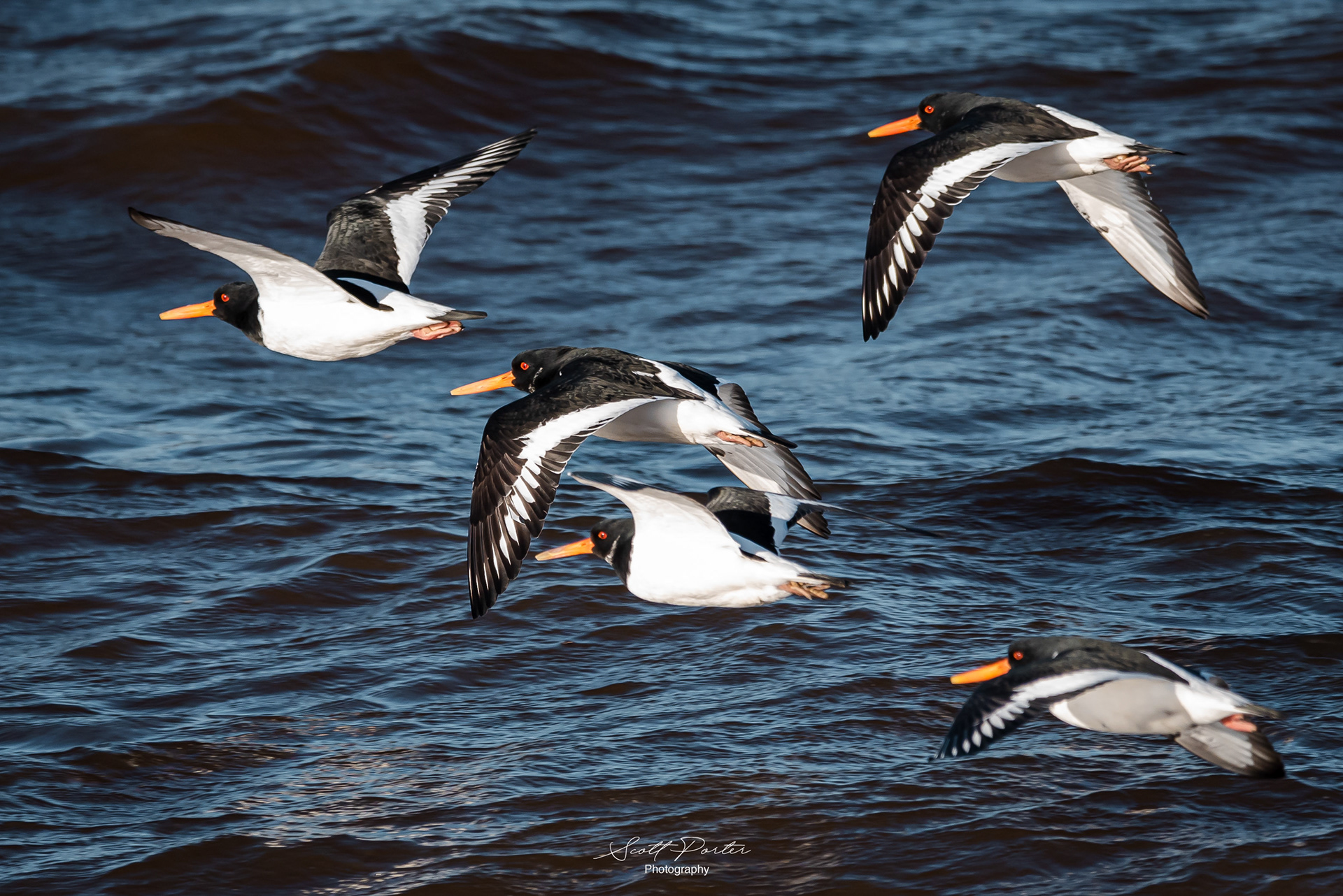 Oyster Catchers in flight
