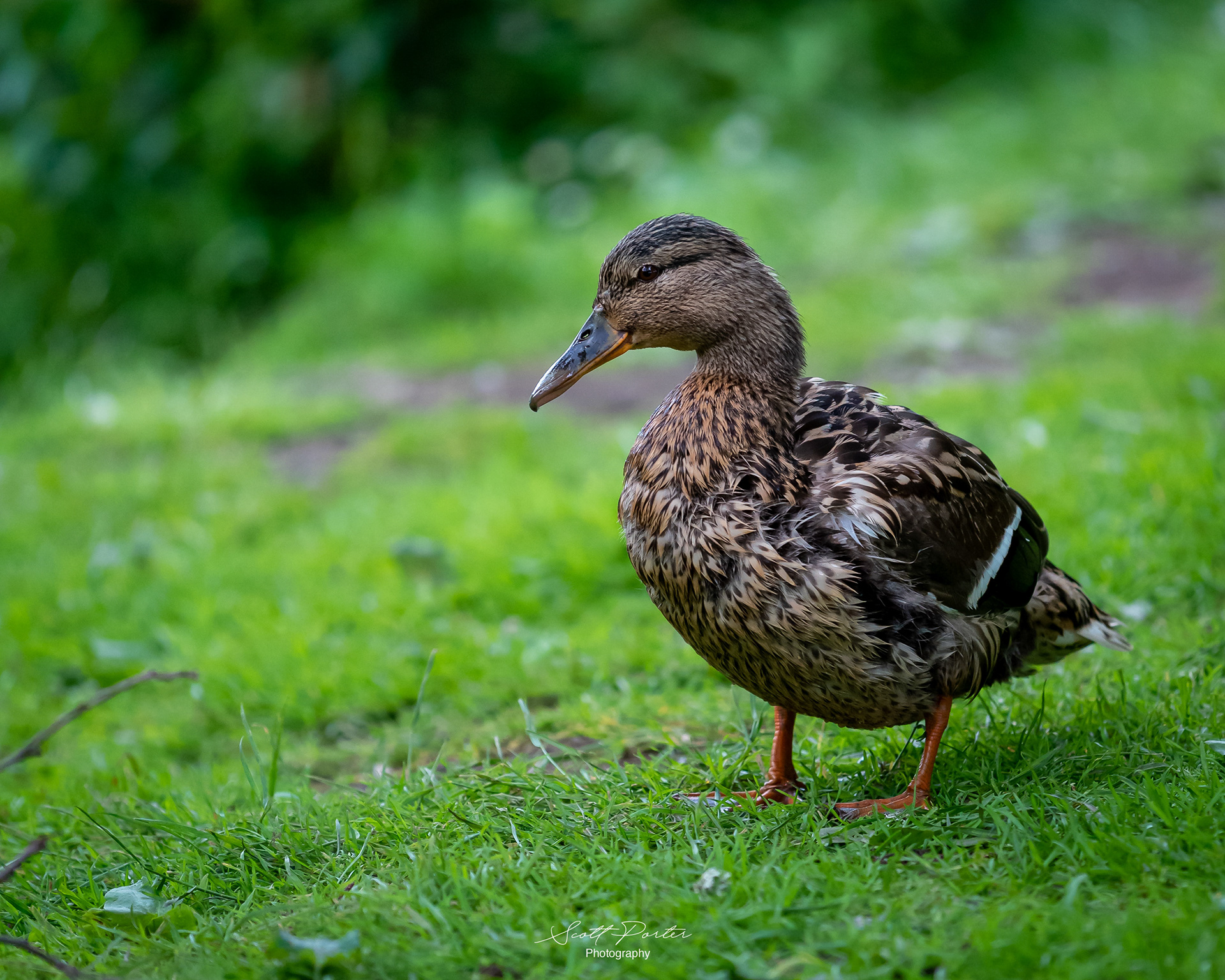 Female Mallard