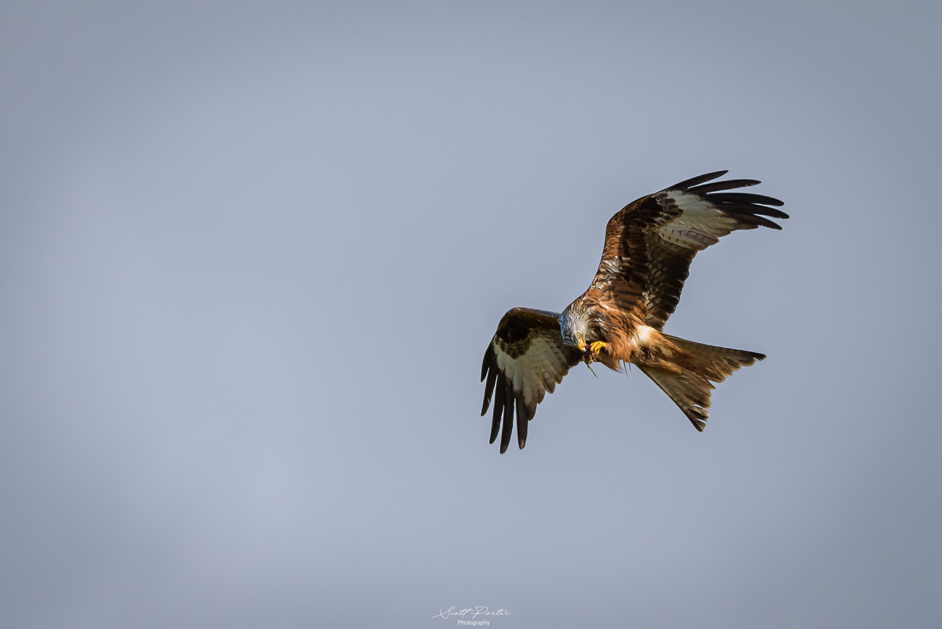 A Red Kite eats on the wing