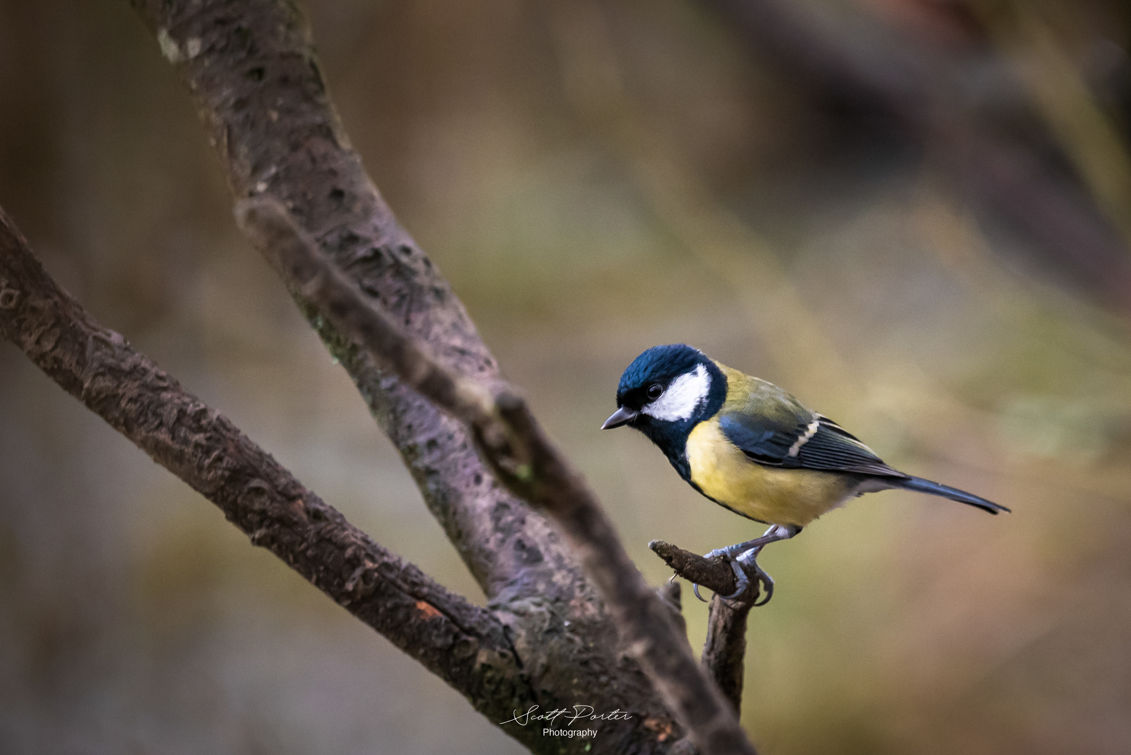 Great Tit