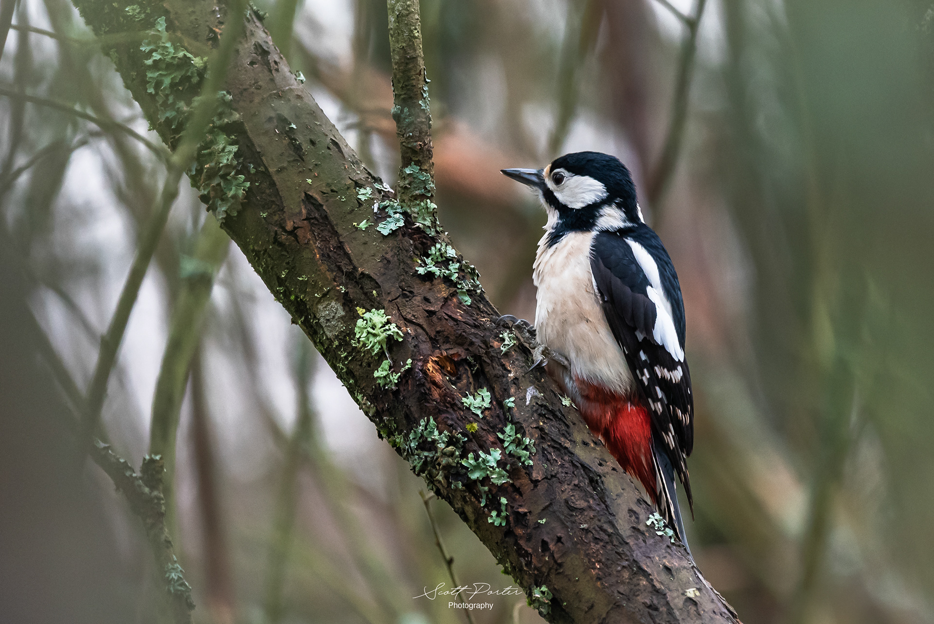 Great Spotted Woodpecker