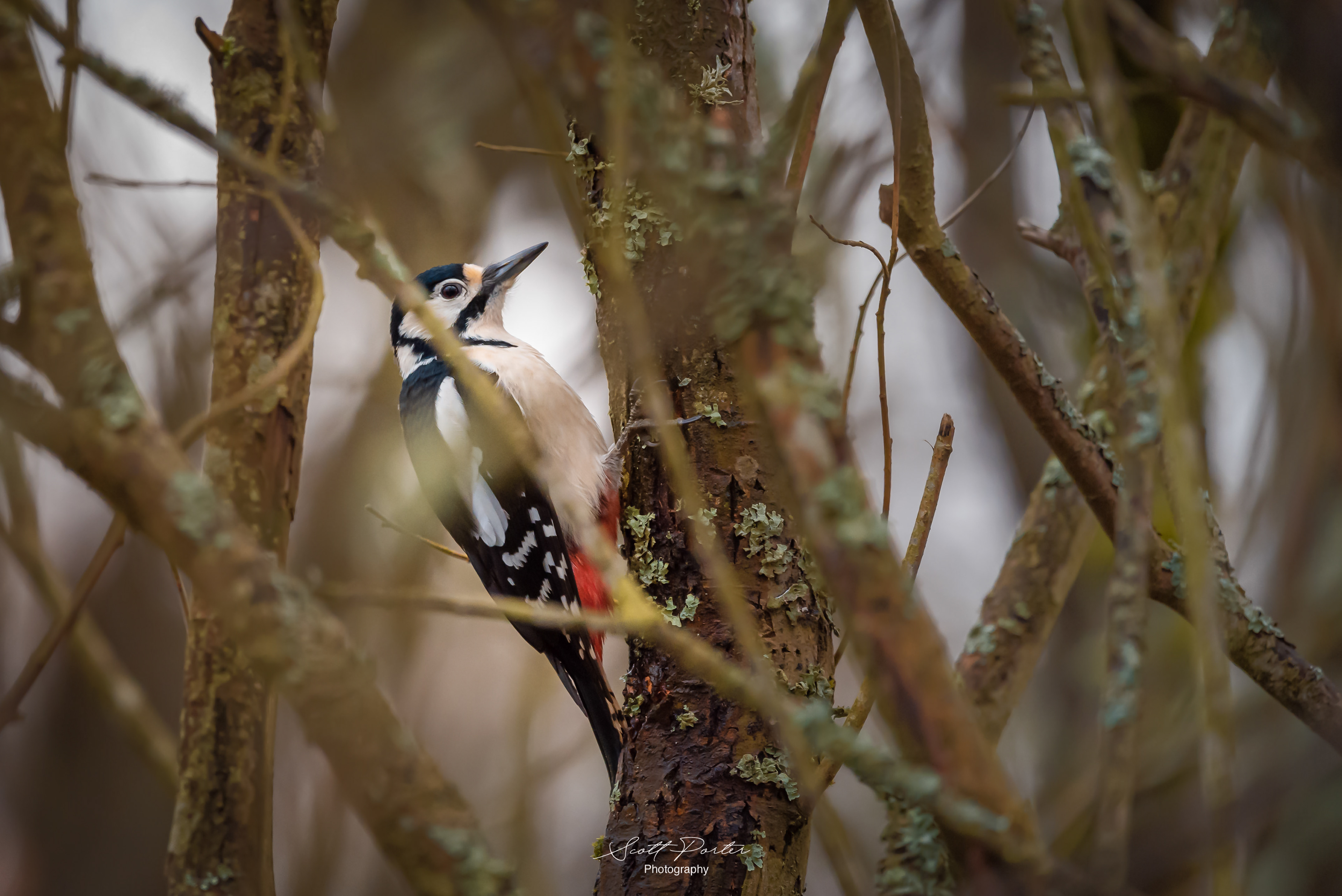 Great Spotted Woodpecker