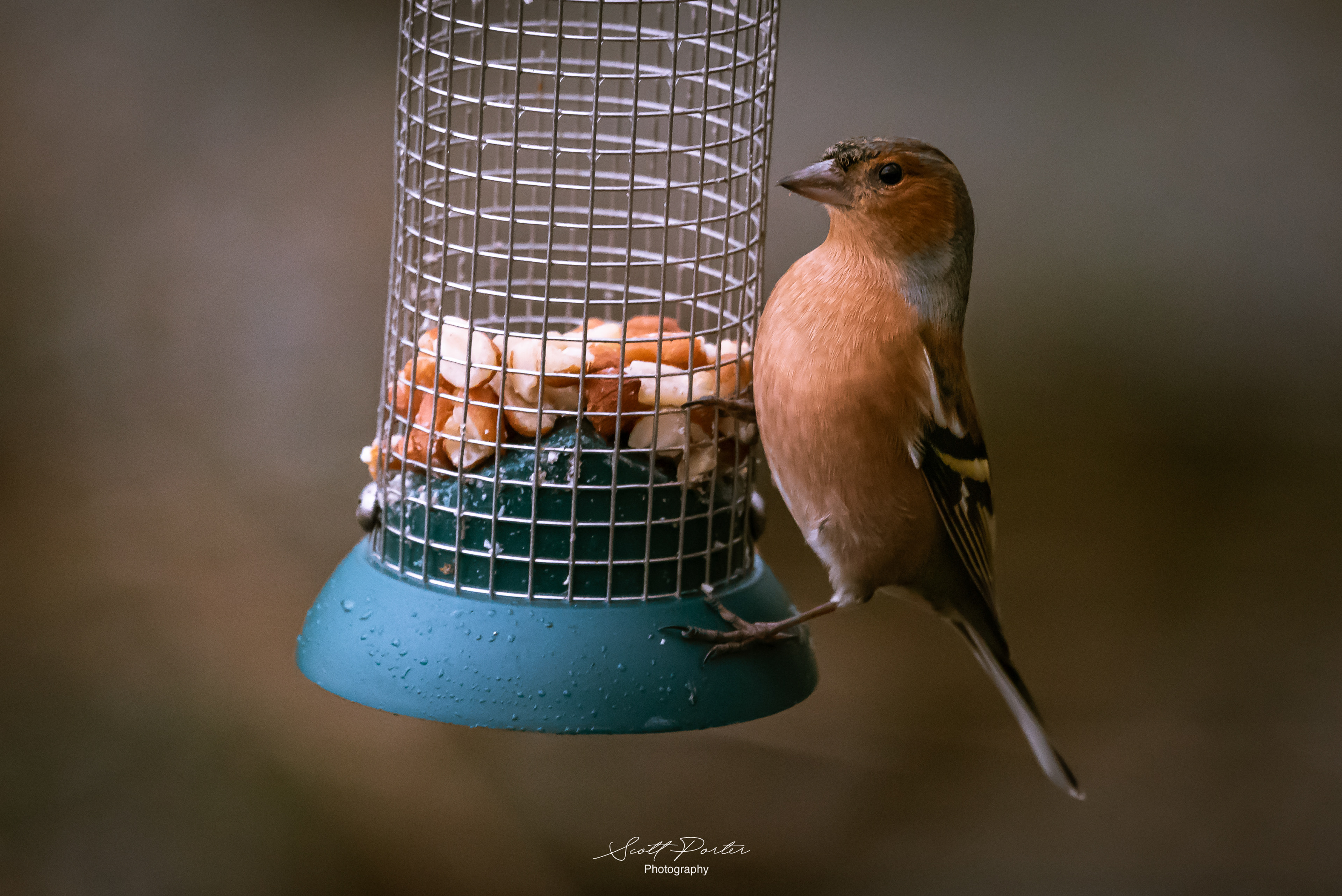 Chaffinch on a feeder