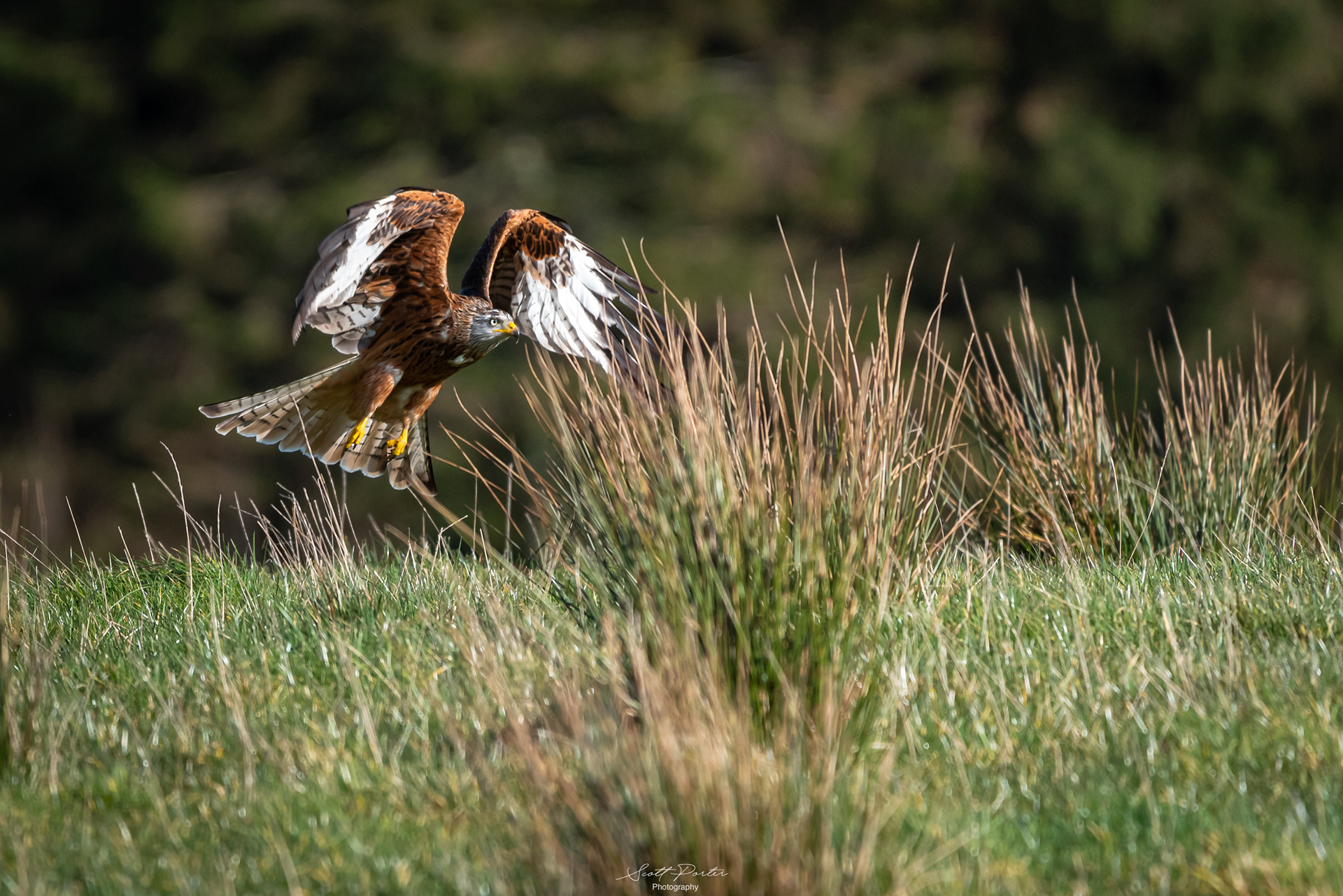 A Red Kite taking off