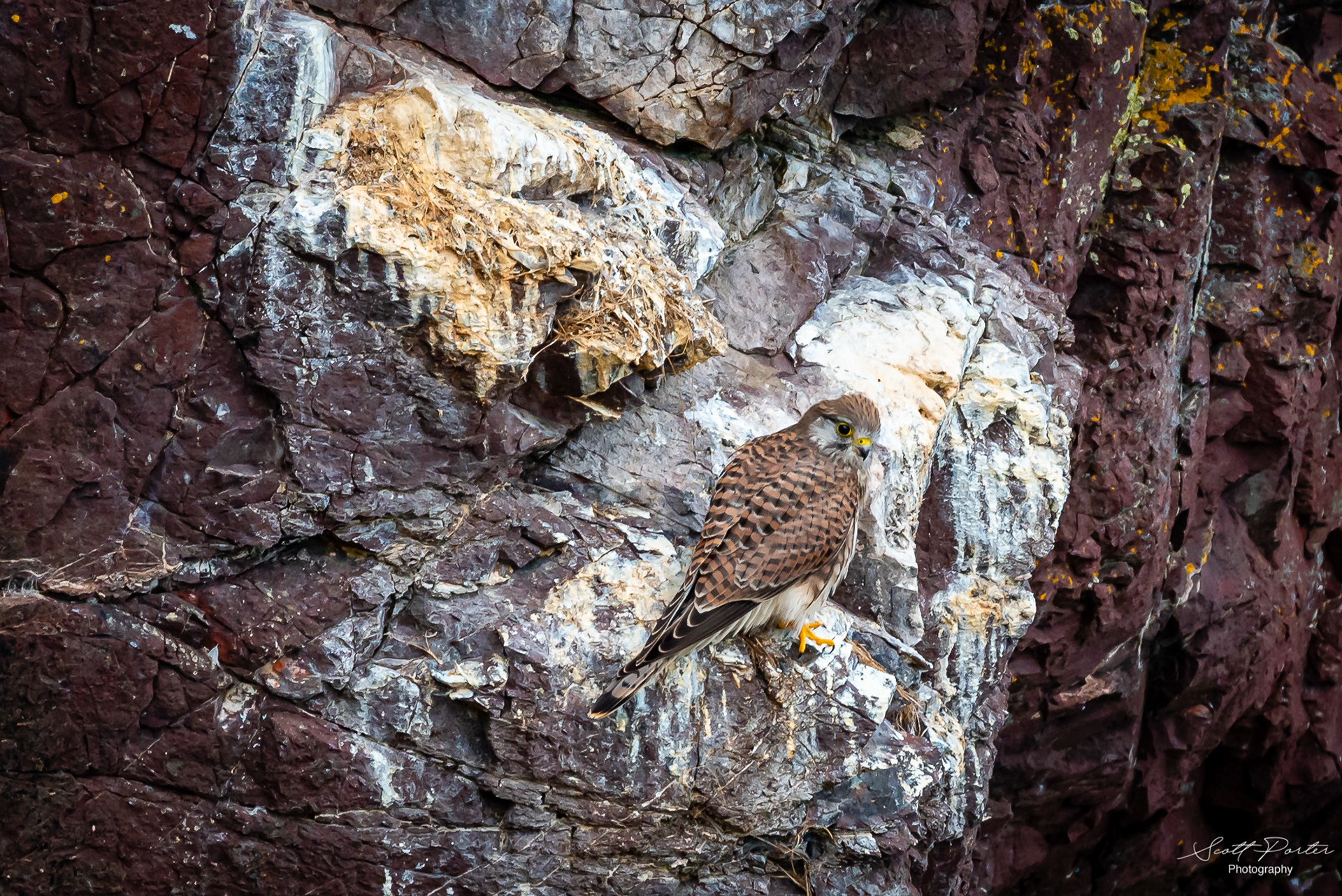 A Kestrel sits where the seabirds have departed