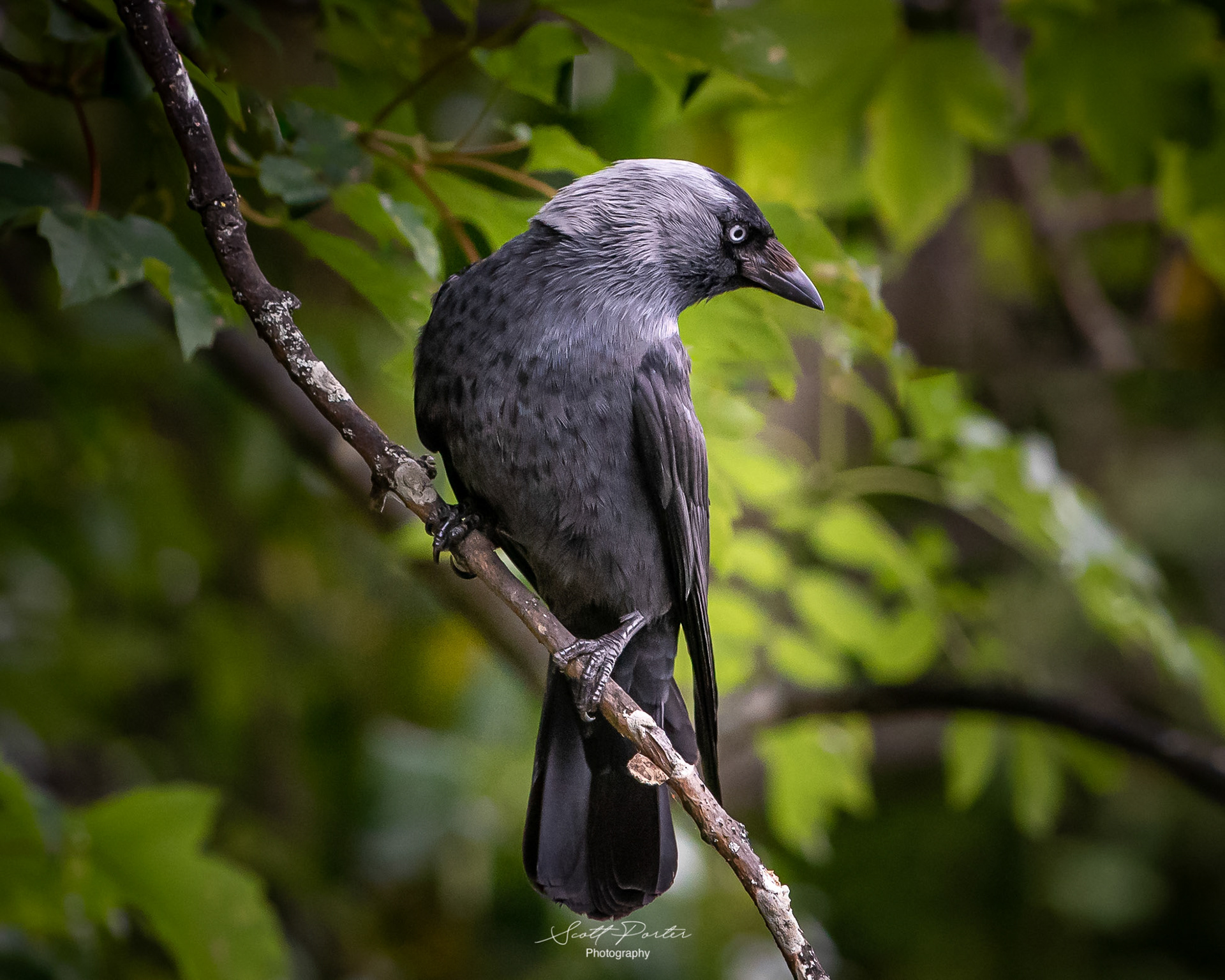 Raven