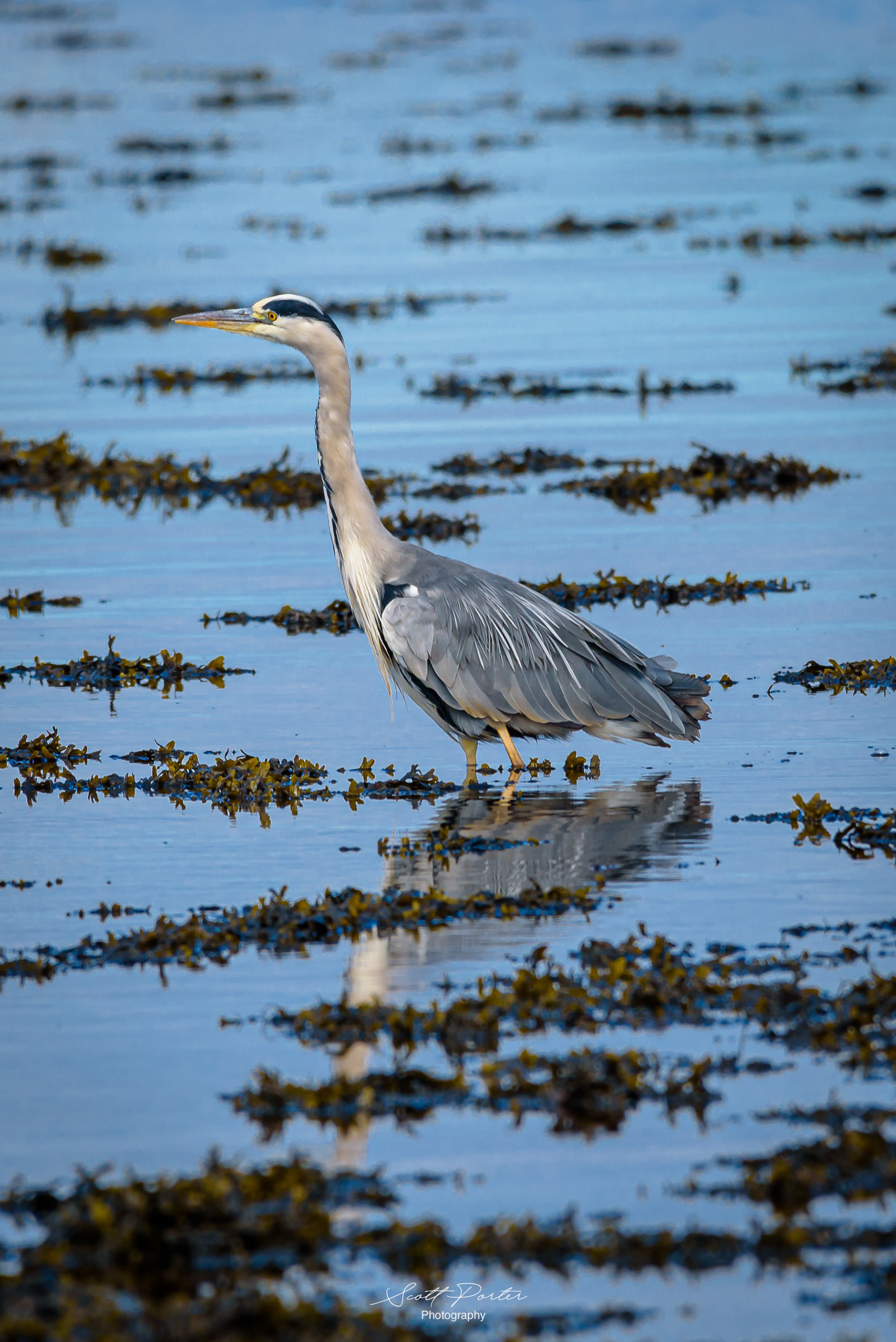 A Grey Herror