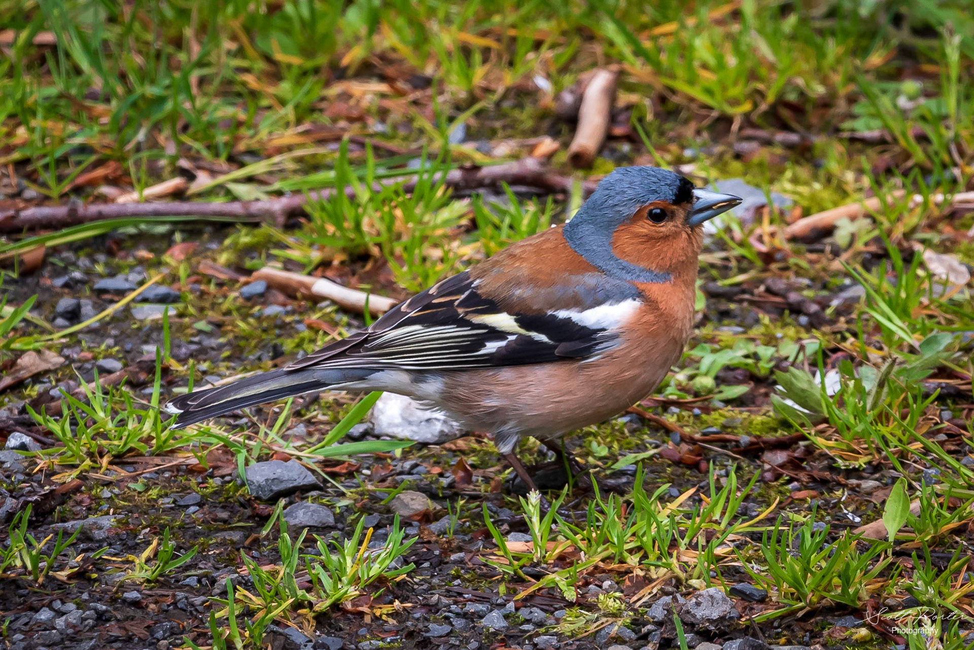Chaffinch