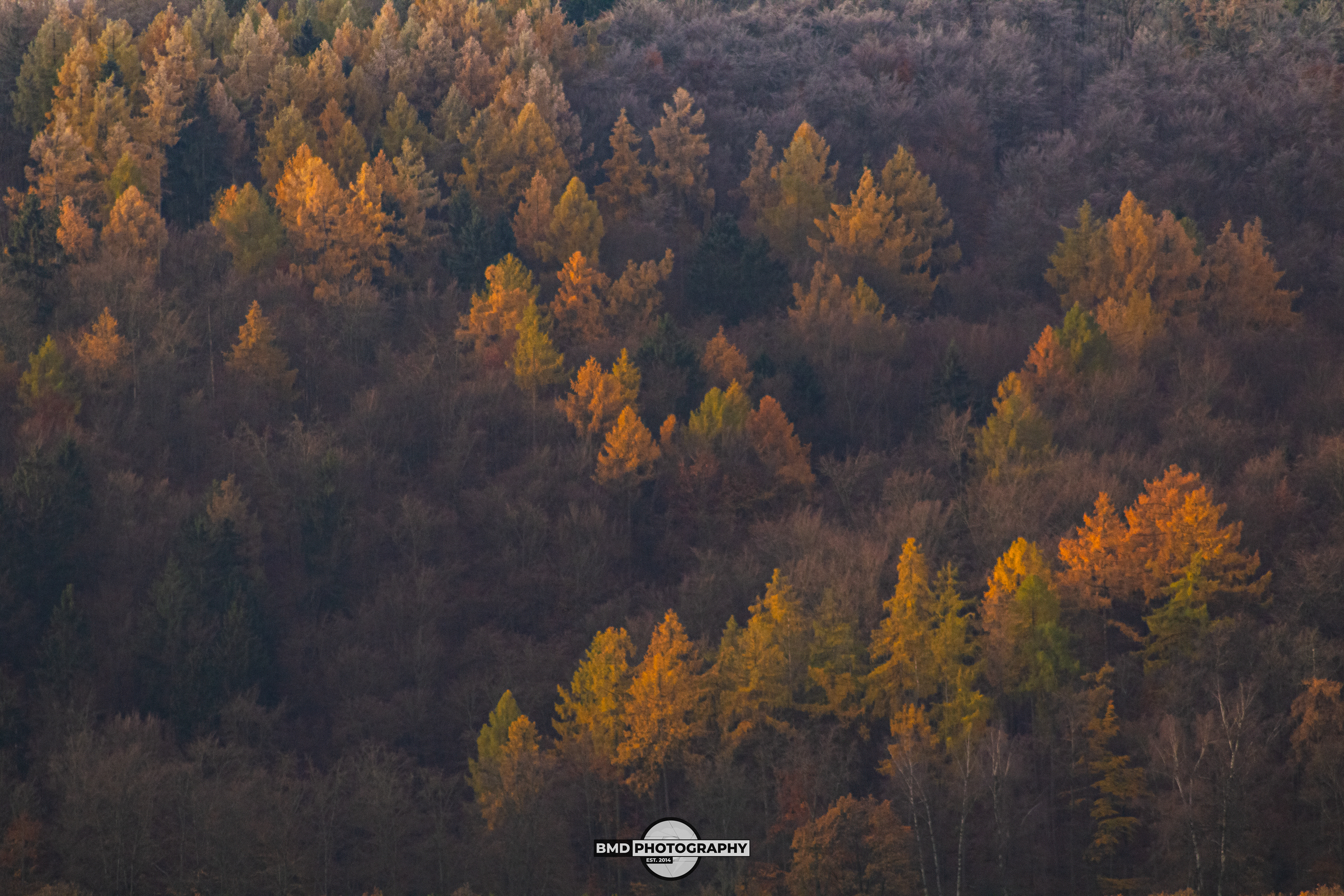 Wolfshagen - Nov 2023