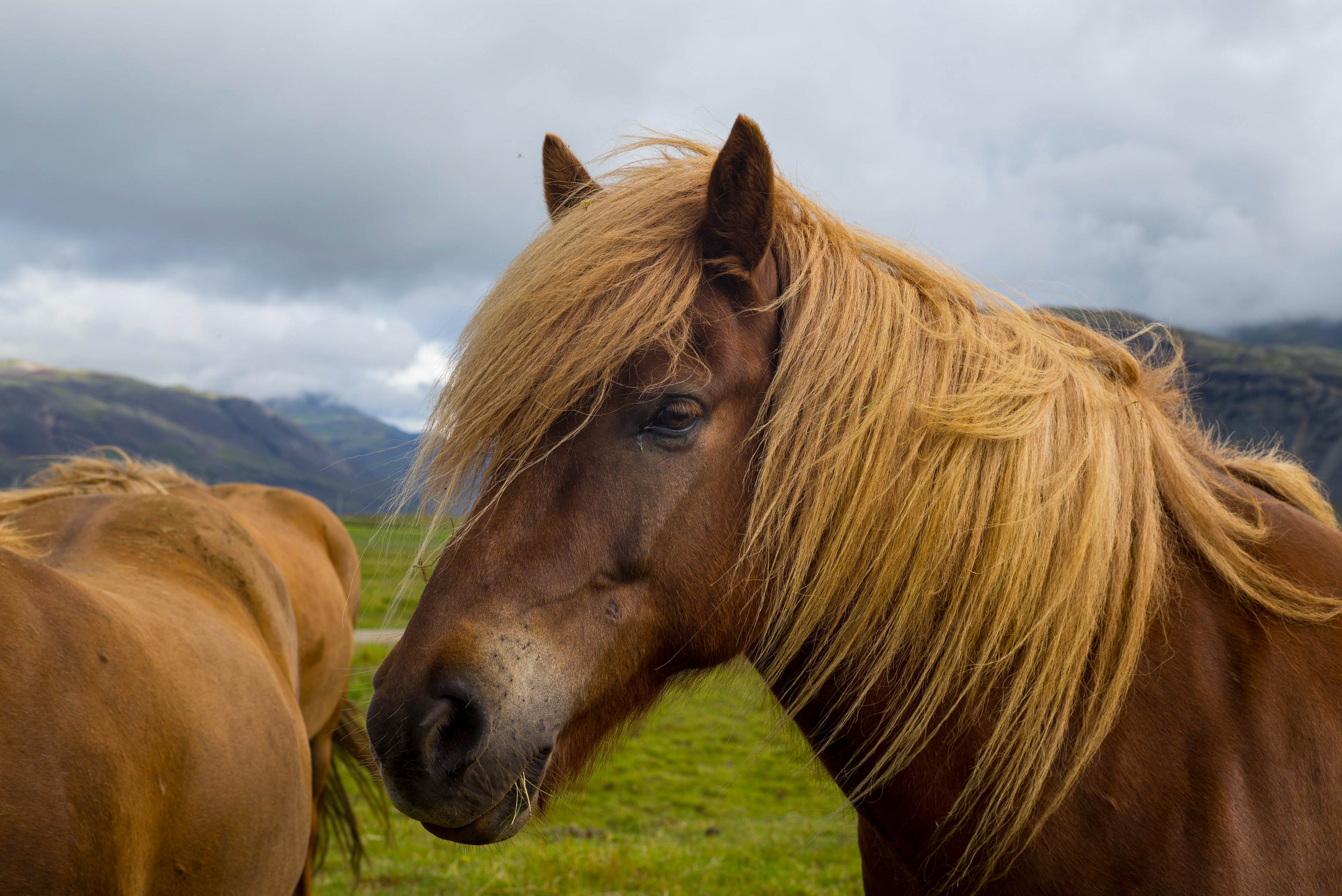 Chevaux