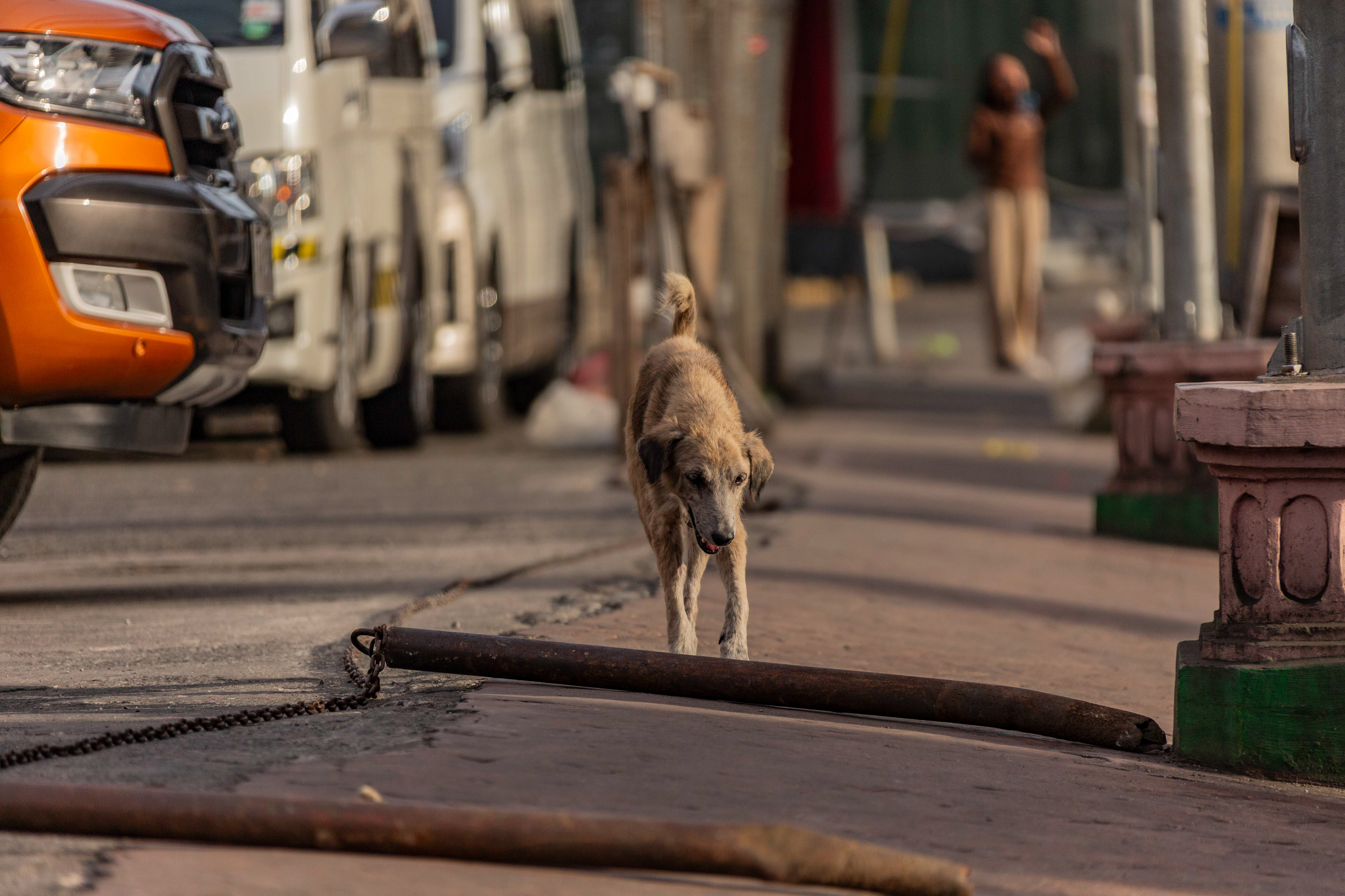 犬やネコが街のいたるところにいる。たいていは痩せている。ノミがいたり狂犬病もあるので迂闊に近寄るのは危険。