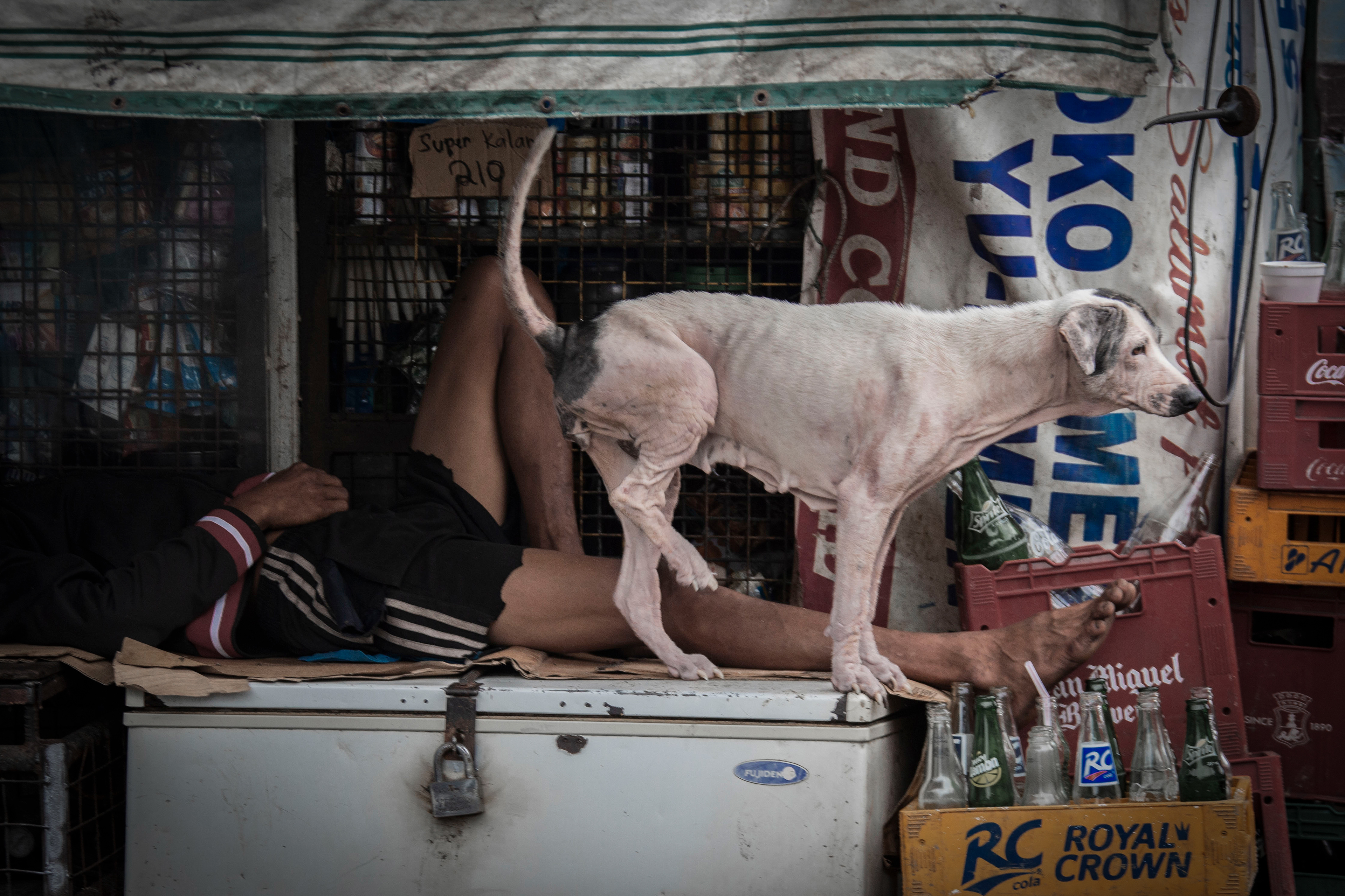 ワン公、オシッコは上げる脚が反対だよ！と 悪いことを思ってしまった。