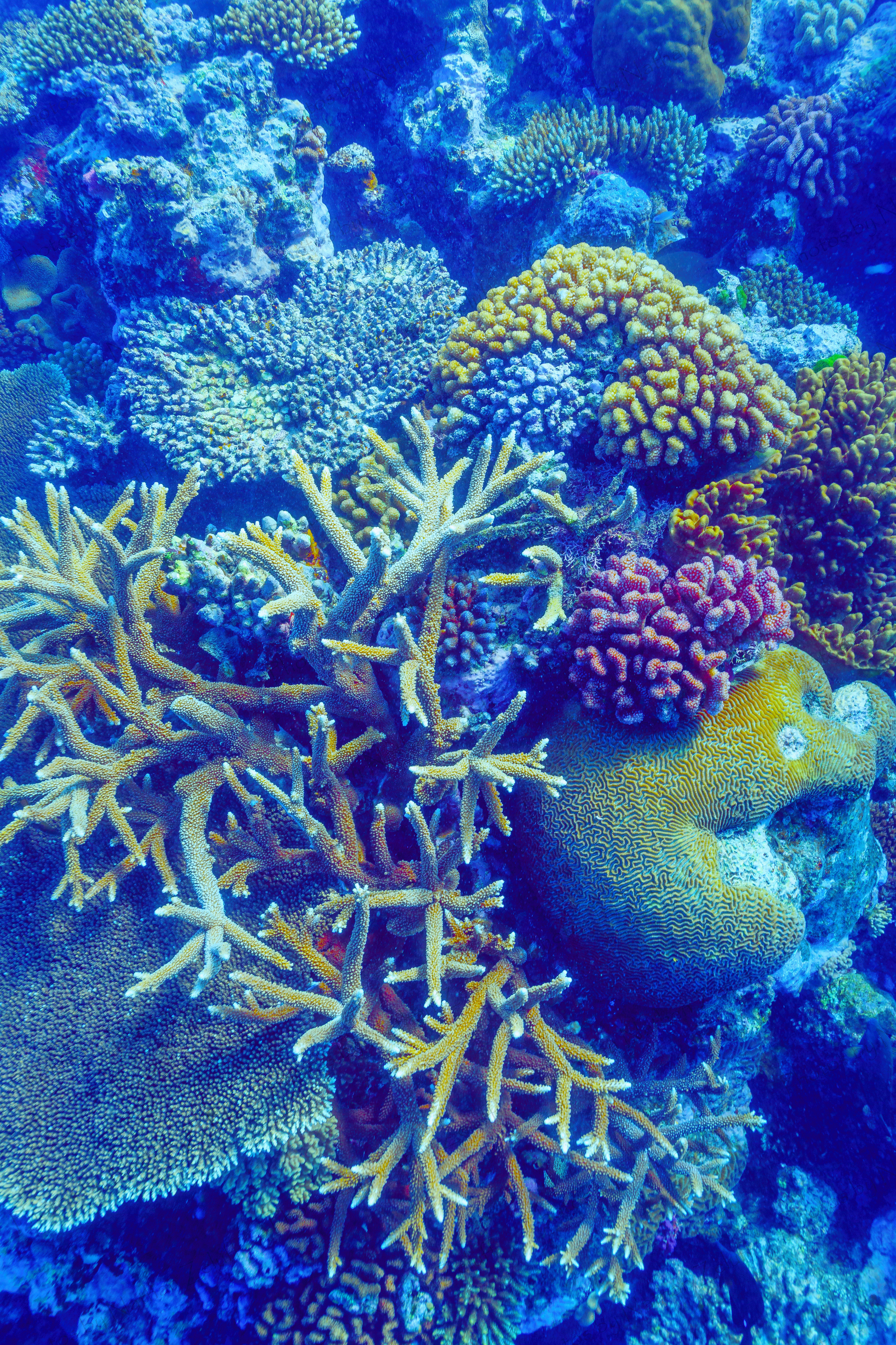 Coral Gardens (Great Barrier Reef, Australia)