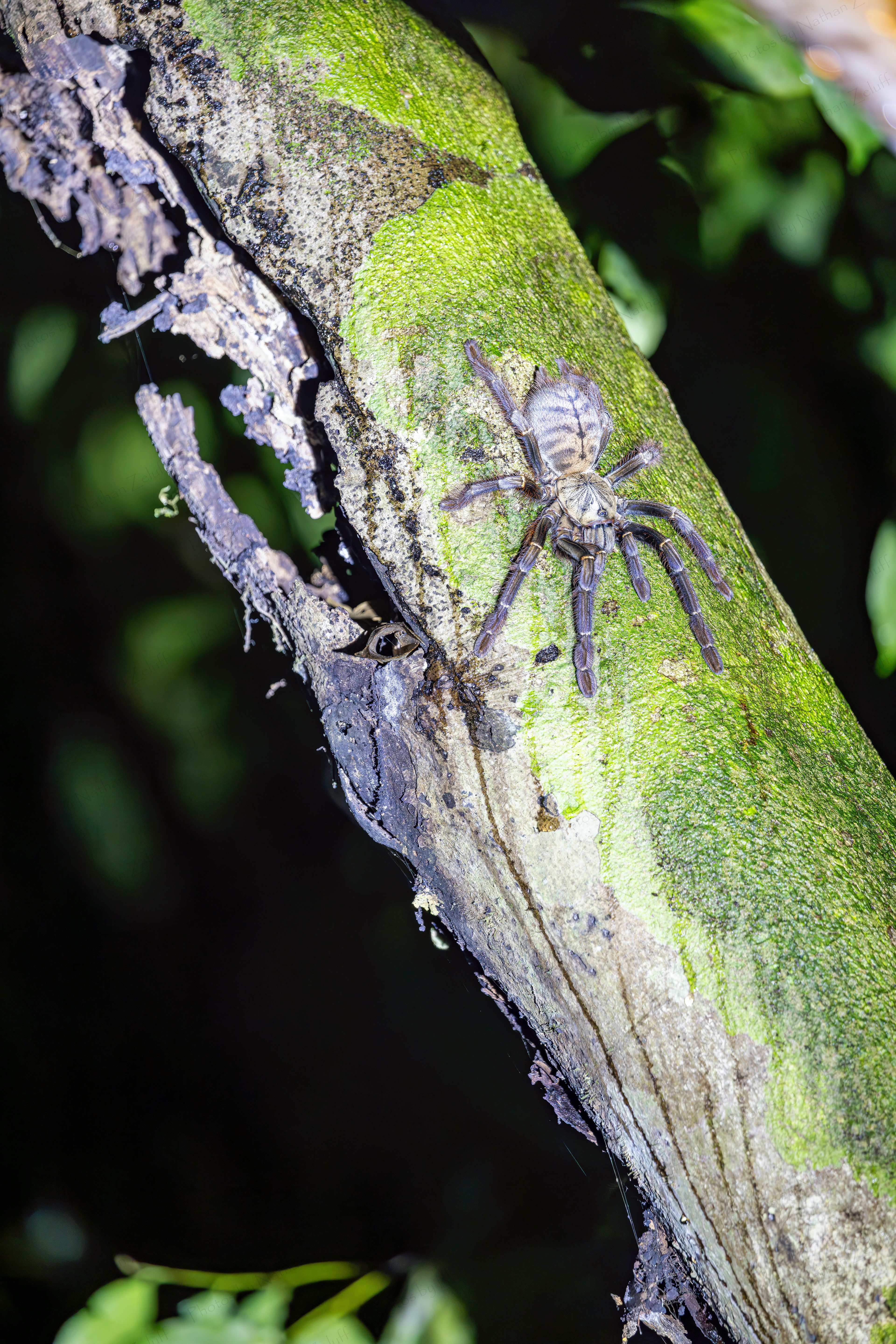 Tarantula (Danum Valley, Borneo)