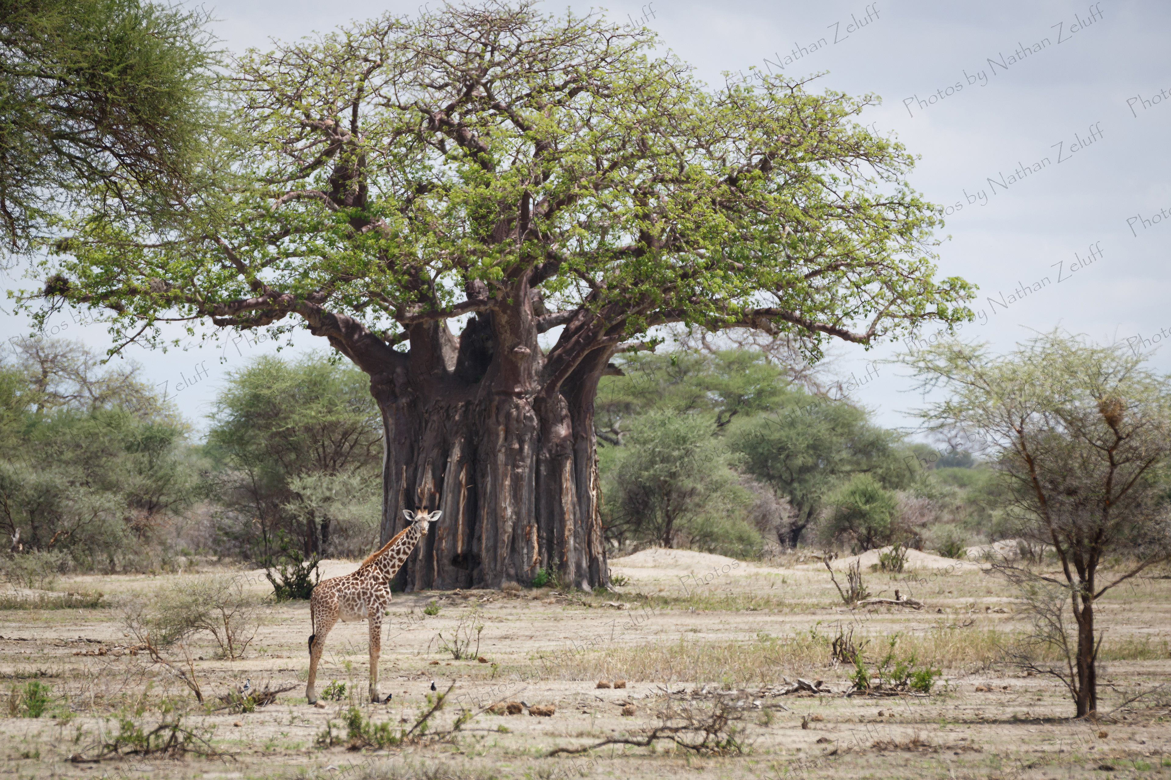 Baby Giraffe (Tarangire NP, Tanzania)