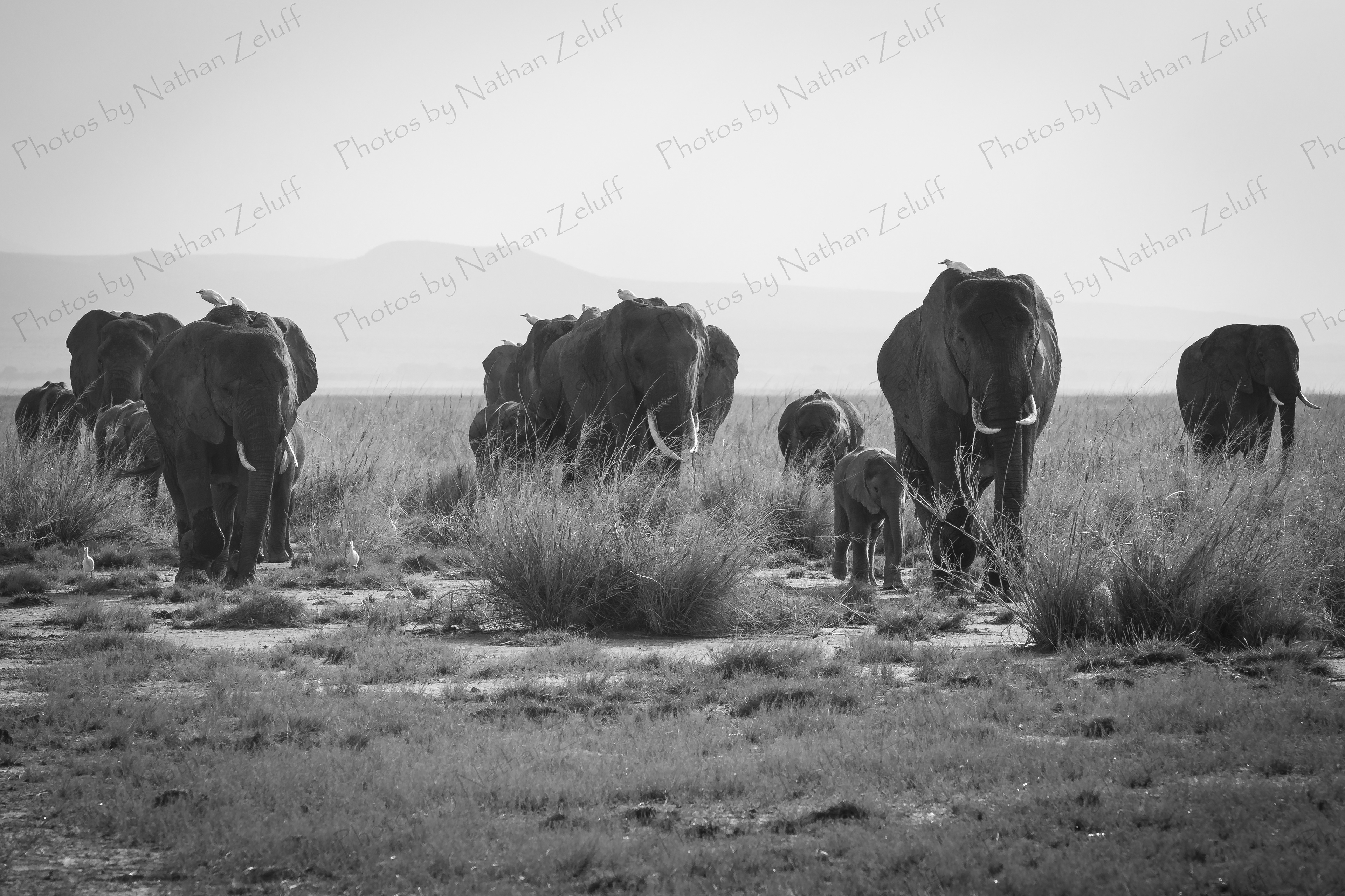 On the Move (Amboseli NP, Kenya)