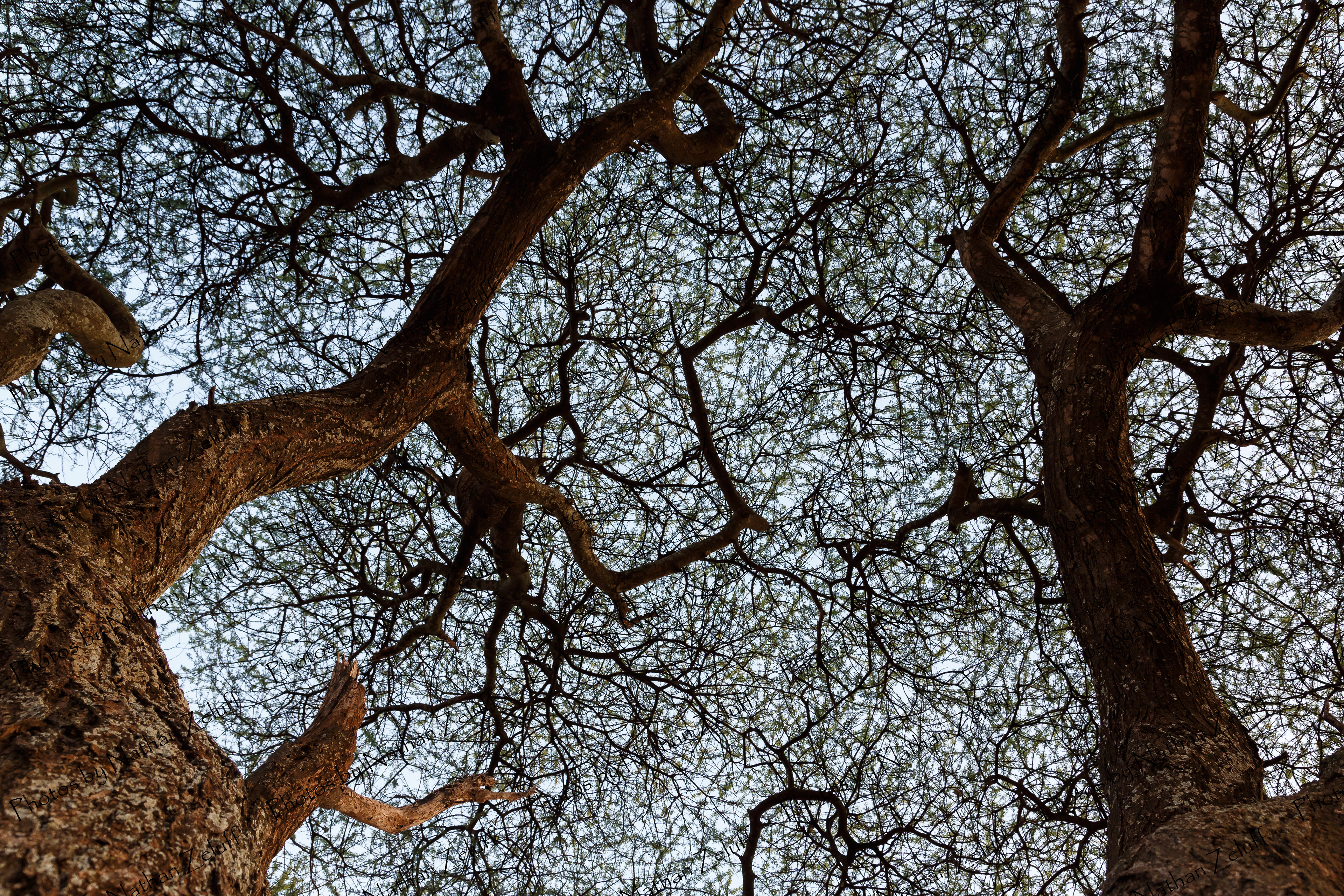 Acacia Canopy (Amboseli NP, Kenya)